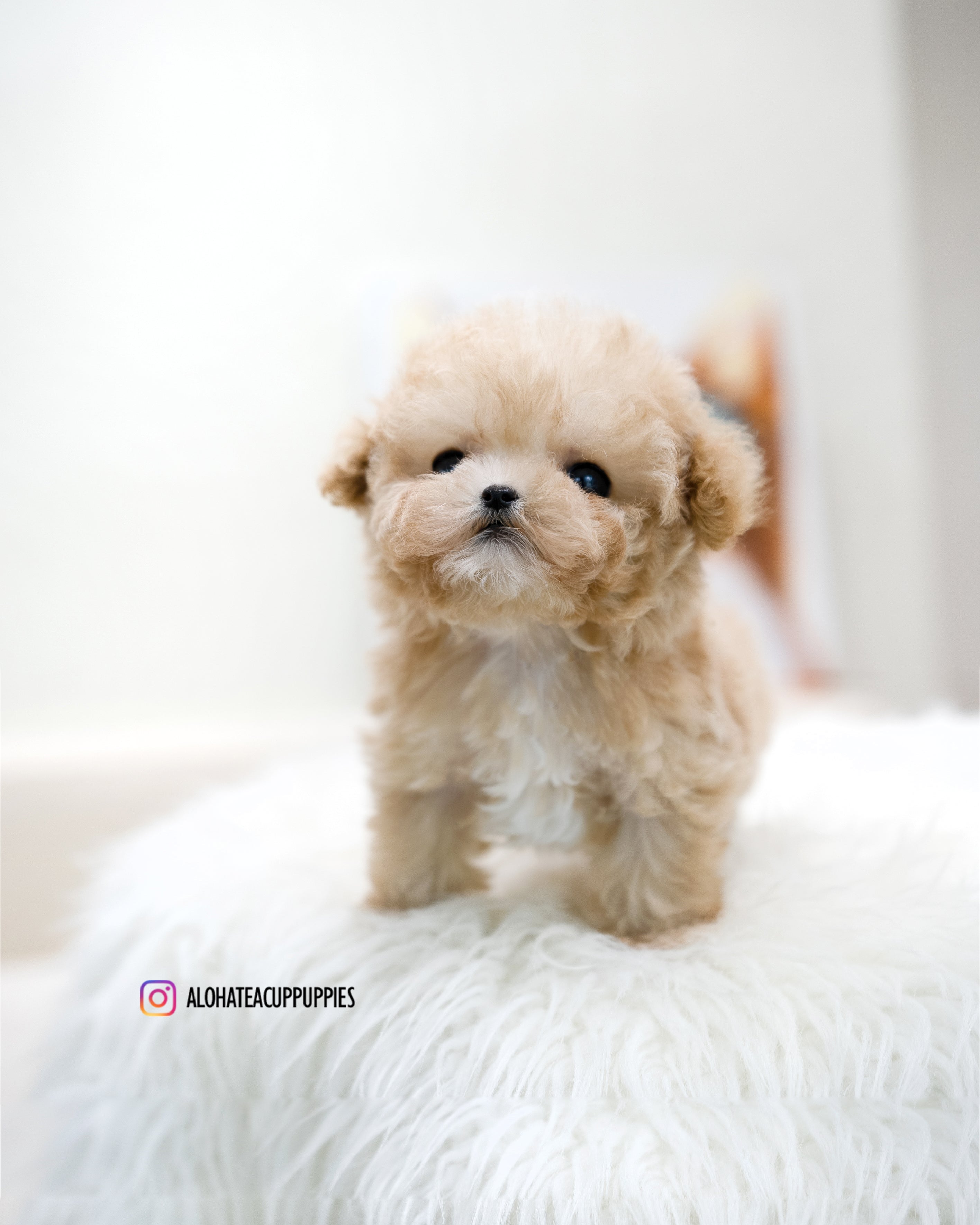 Fay [TEACUP MALTIPOO]