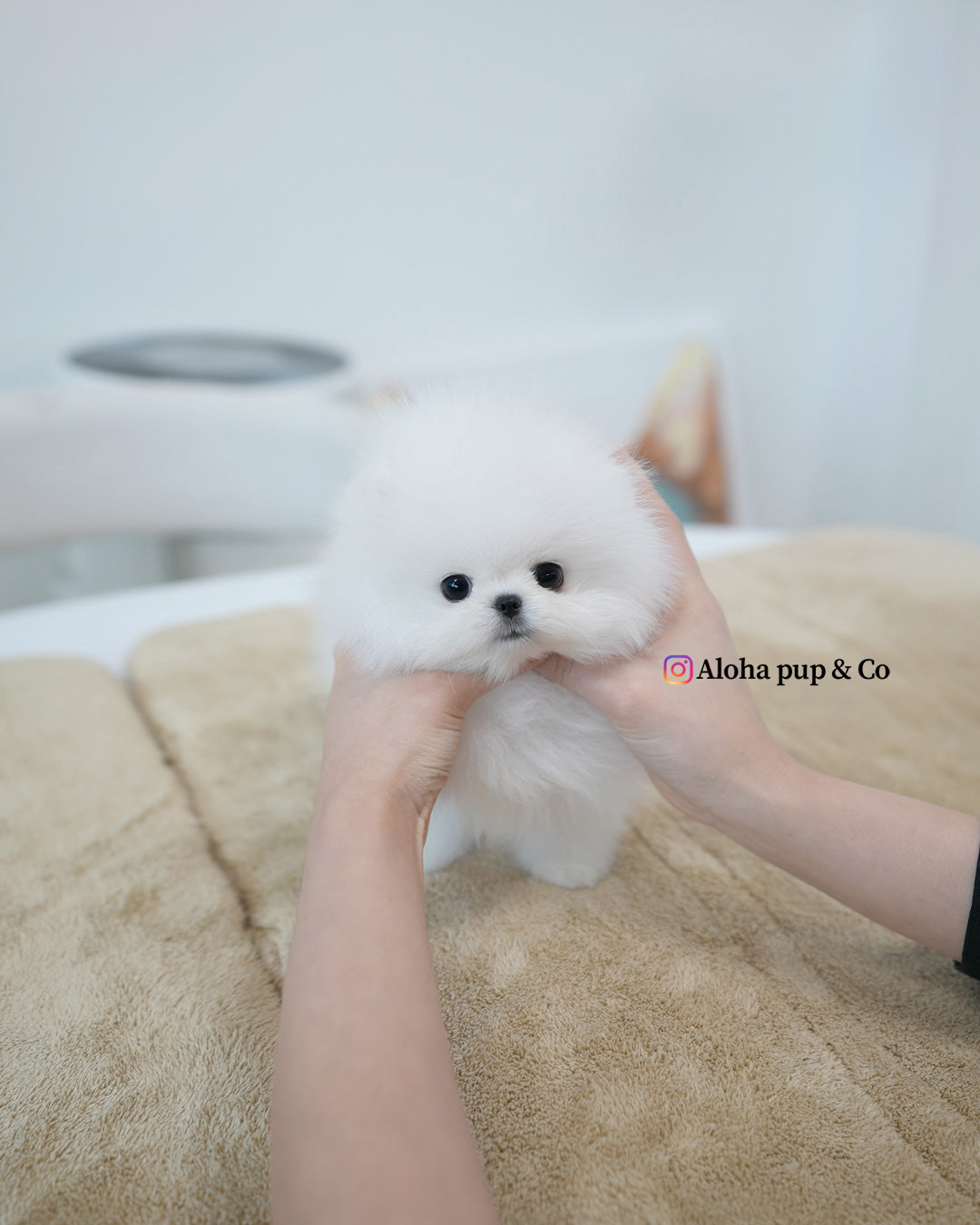 Tom [POMERANIA TIPO TAZA]