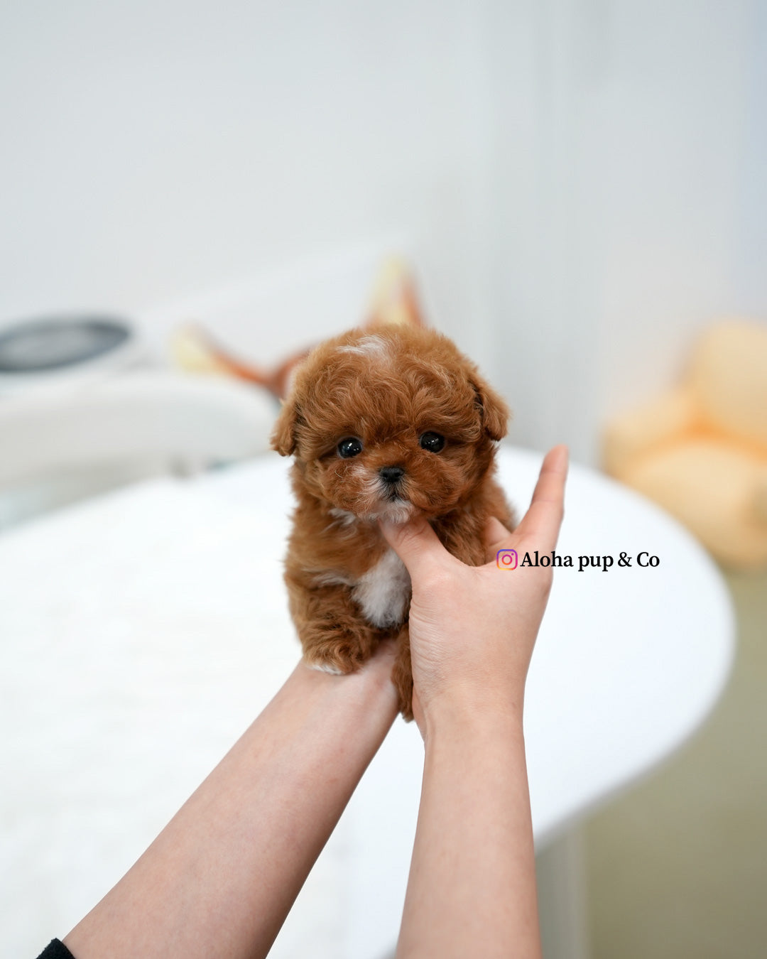 Dolly [TEACUP MALTIPOO]