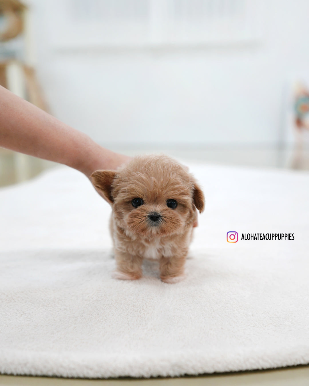 Bibi [TEACUP MALTIPOO]