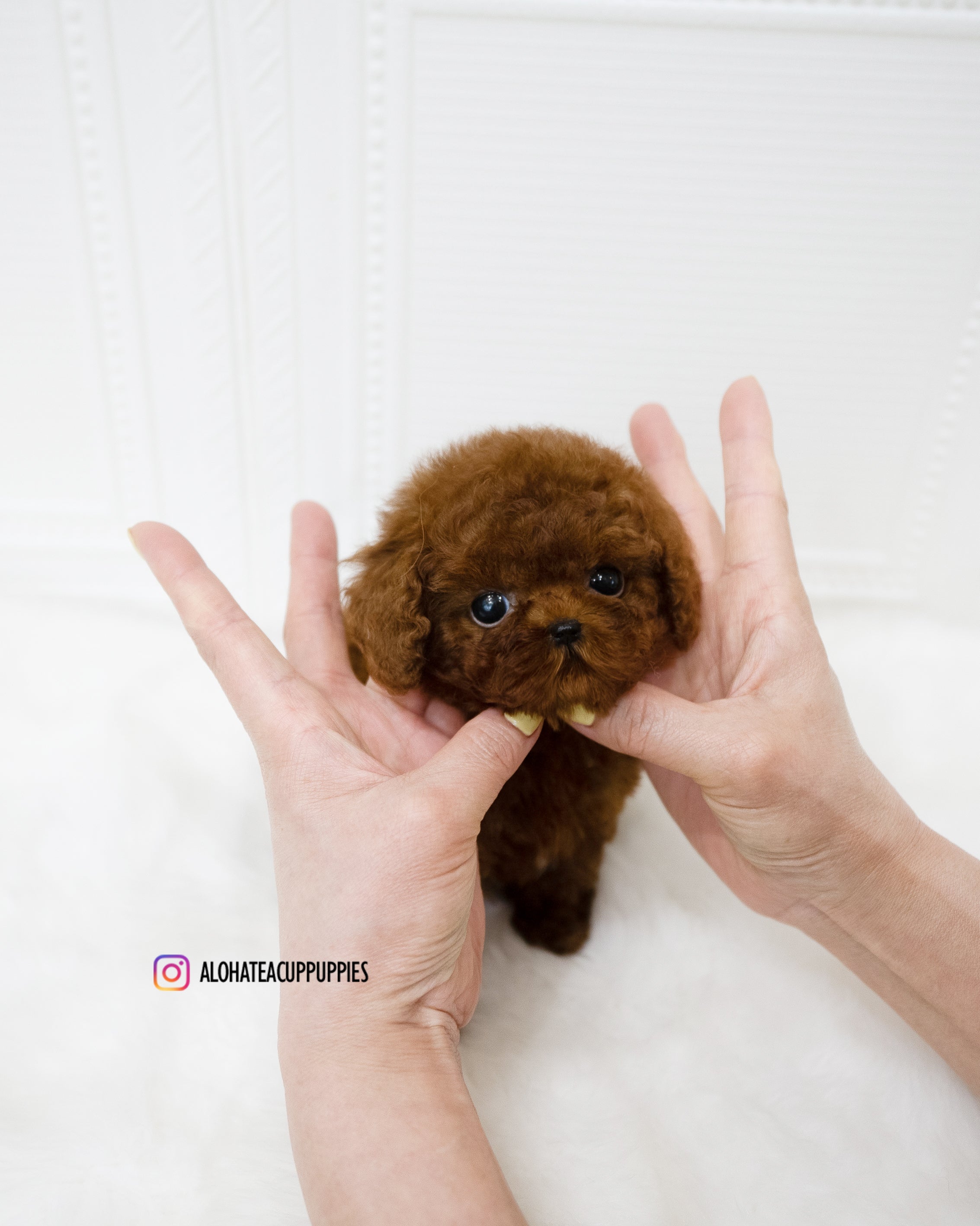Remi [TEACUP POODLE]
