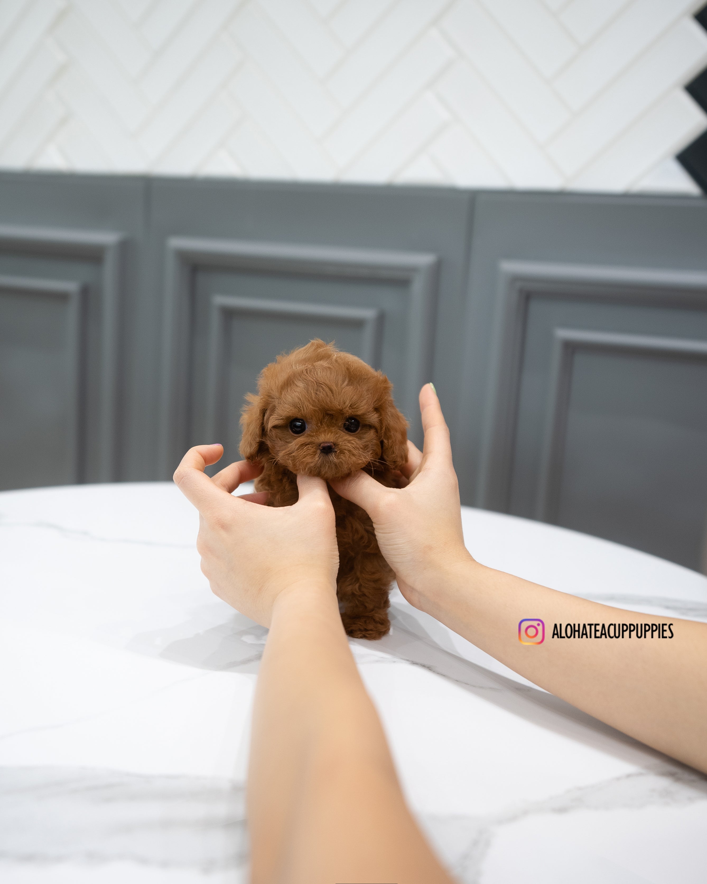 Abby [TEACUP MALTIPOO]