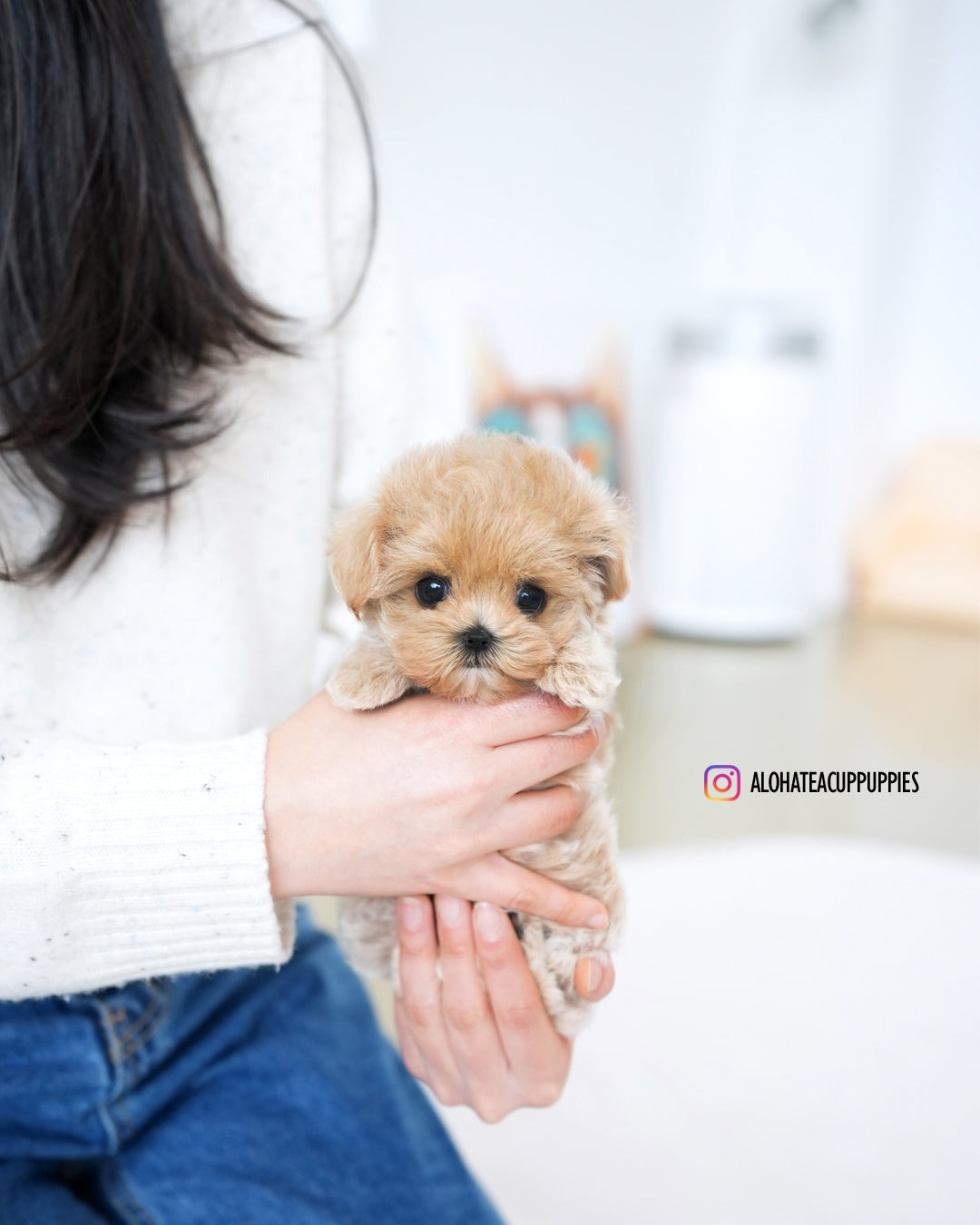 Della [TEACUP MALTIPOO]