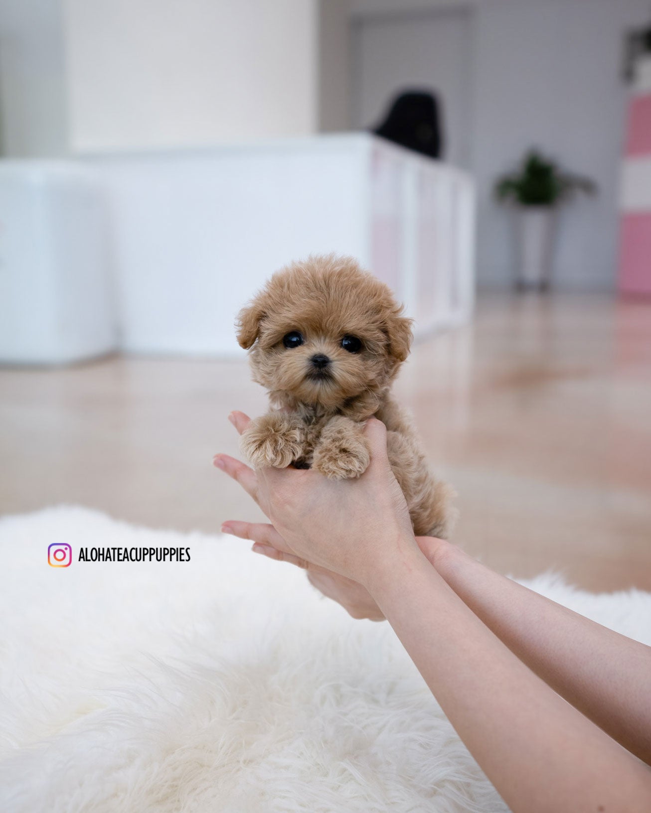 Bunny [TEACUP MALTIPOO]