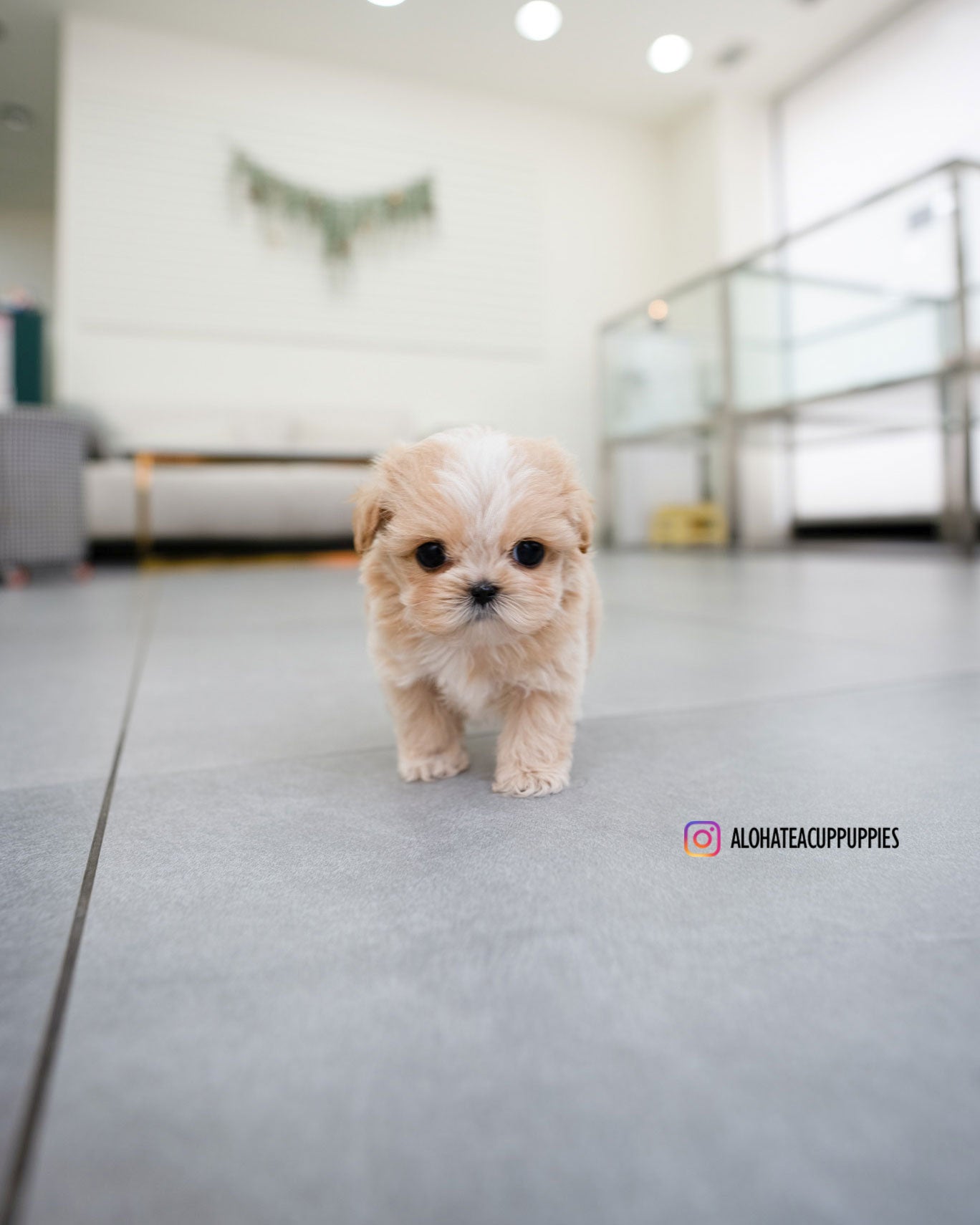 Mac [TEACUP MALTIPOO]