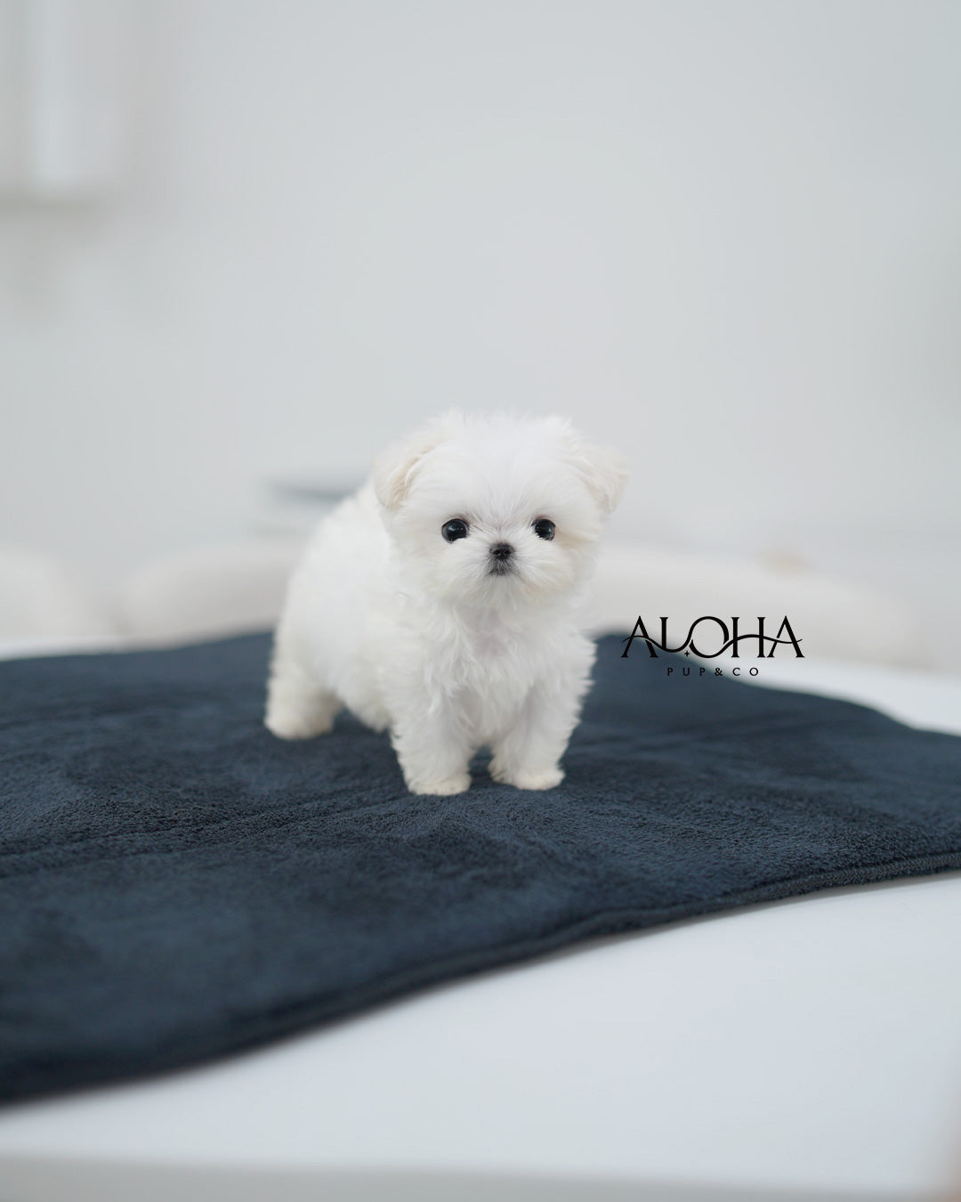 Demi [TEACUP Maltese]