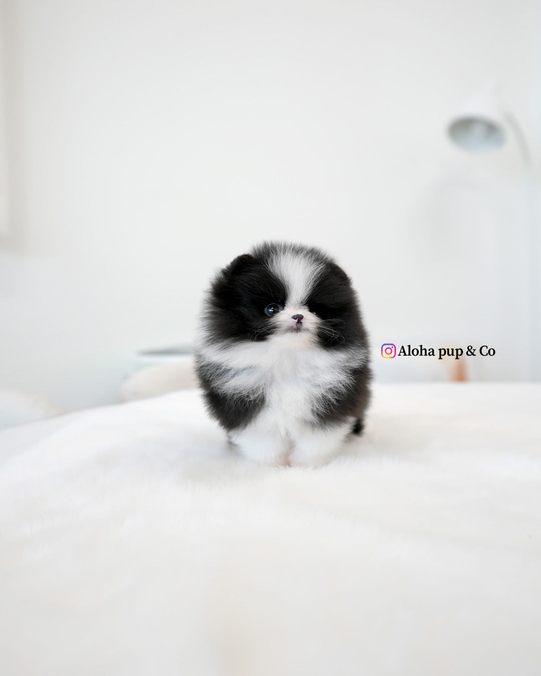 Lacie [茶杯博美犬]