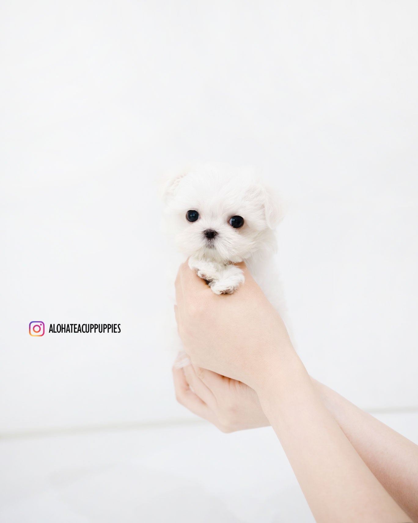 Sara [TEACUP MALTESE]