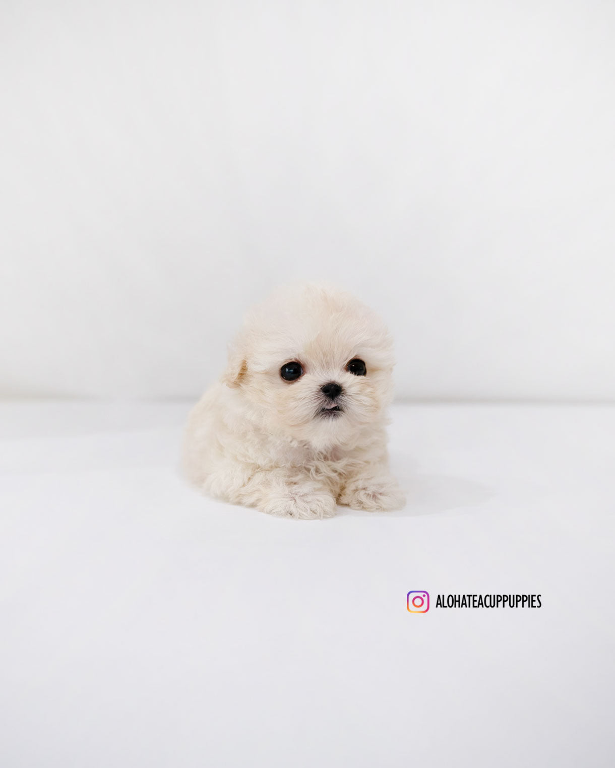 Donna [TEACUP MALTIPOO]