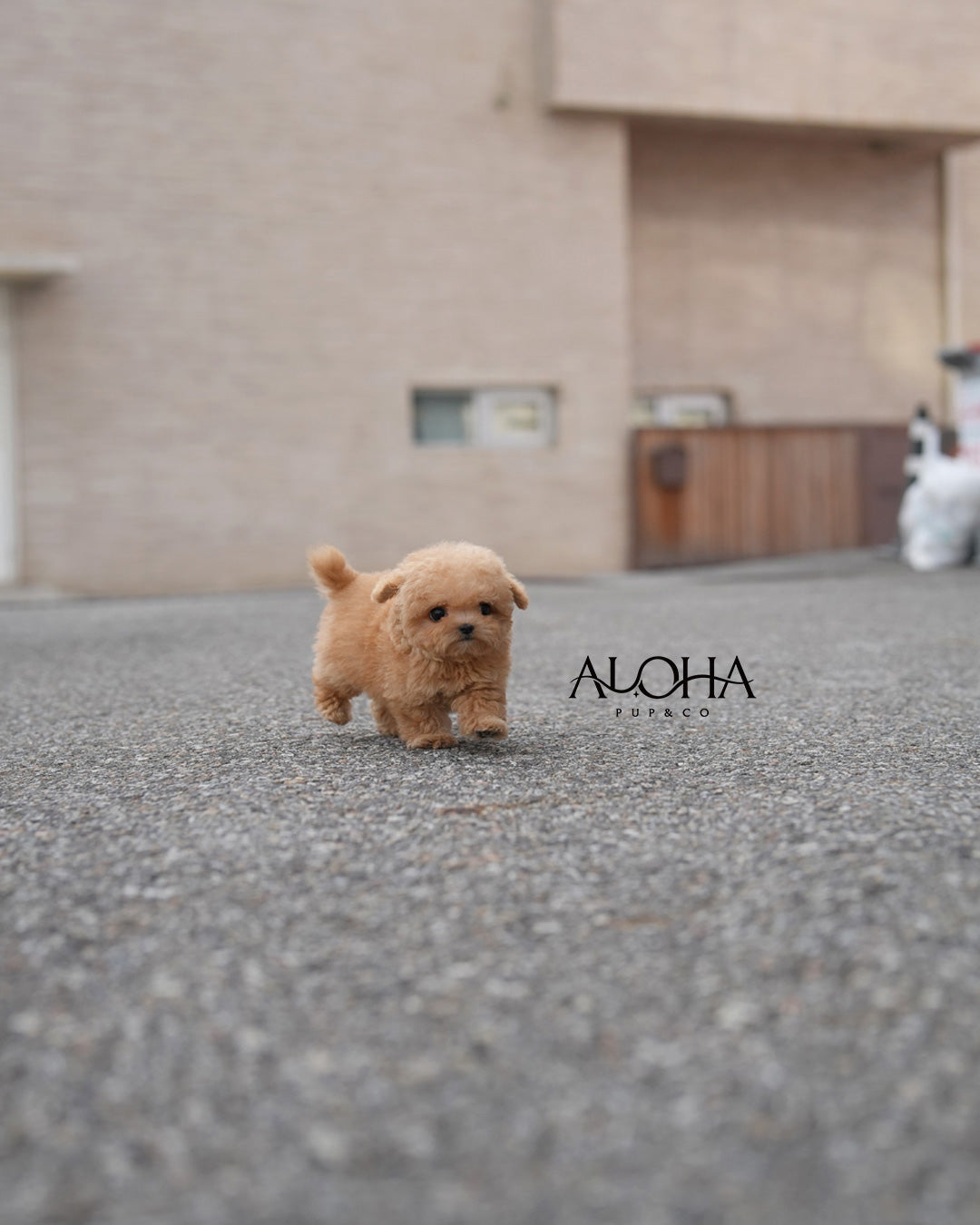 Rory [TEACUP POODLE]