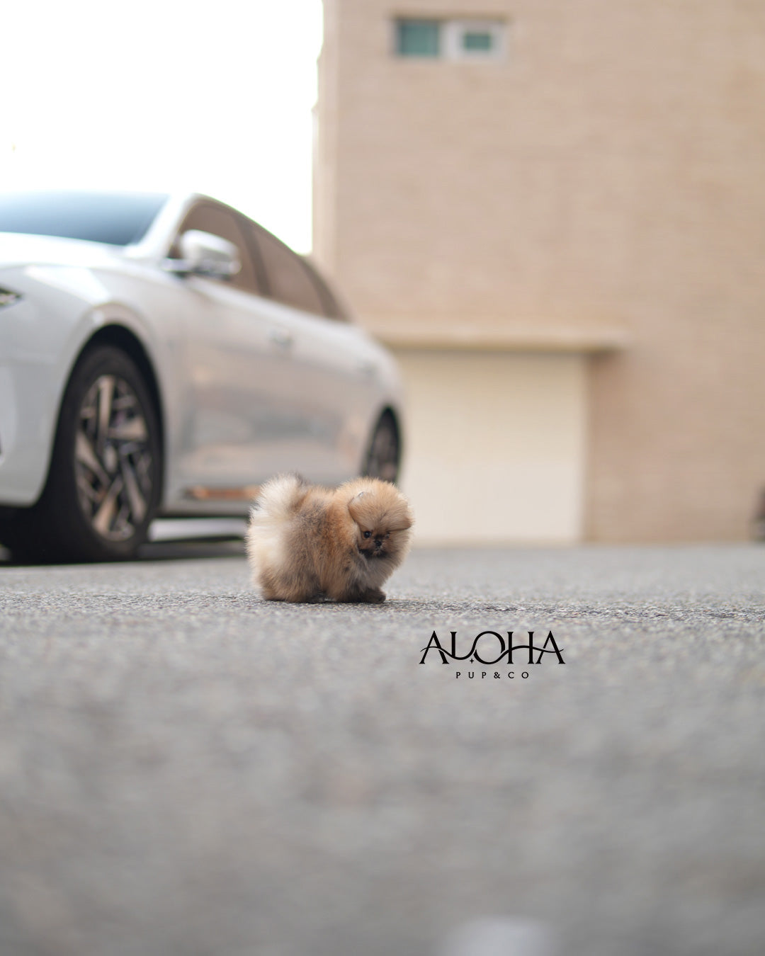 Celine [TEACUP POMERANIAN]