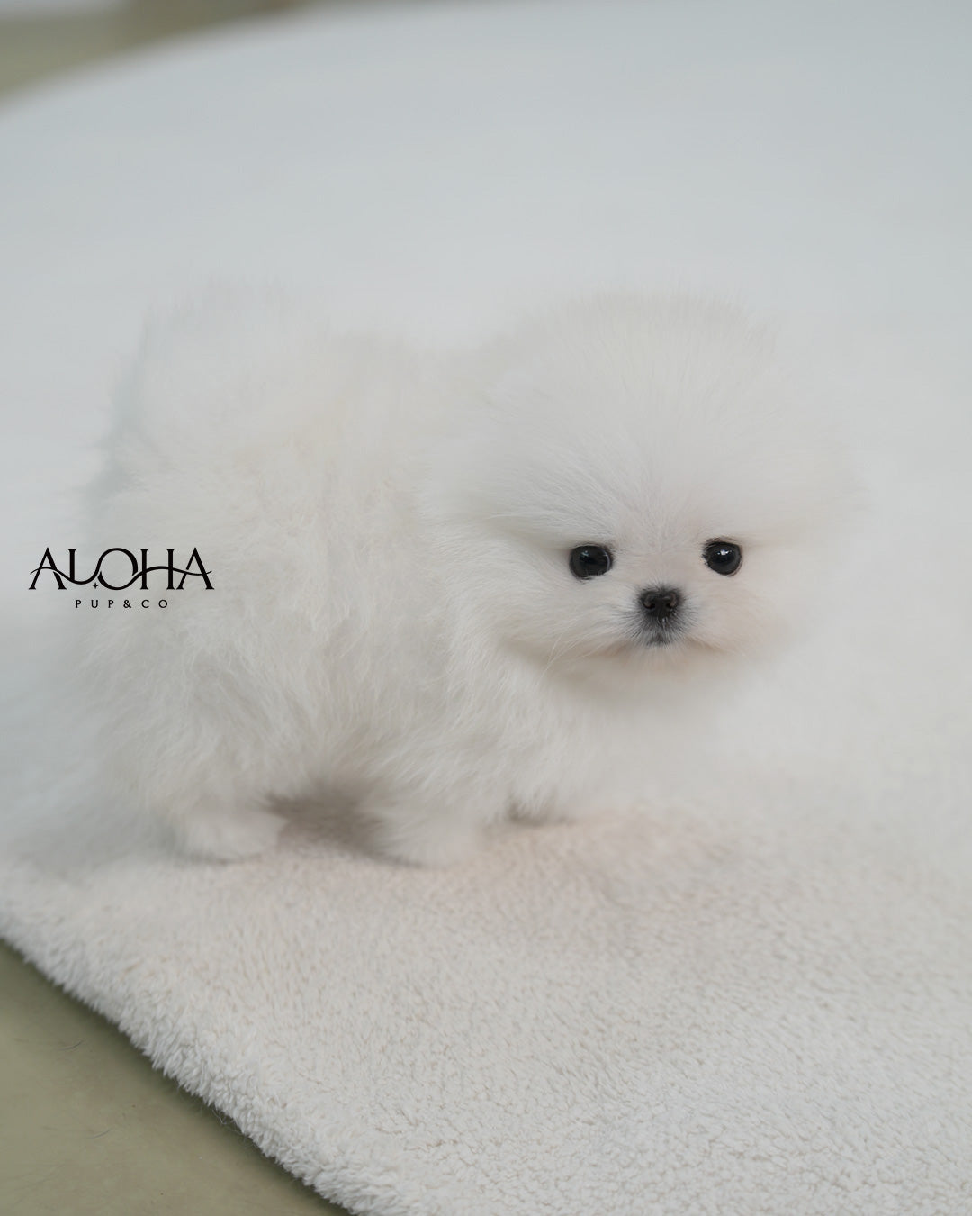 Angel [TEACUP POMERANIAN]