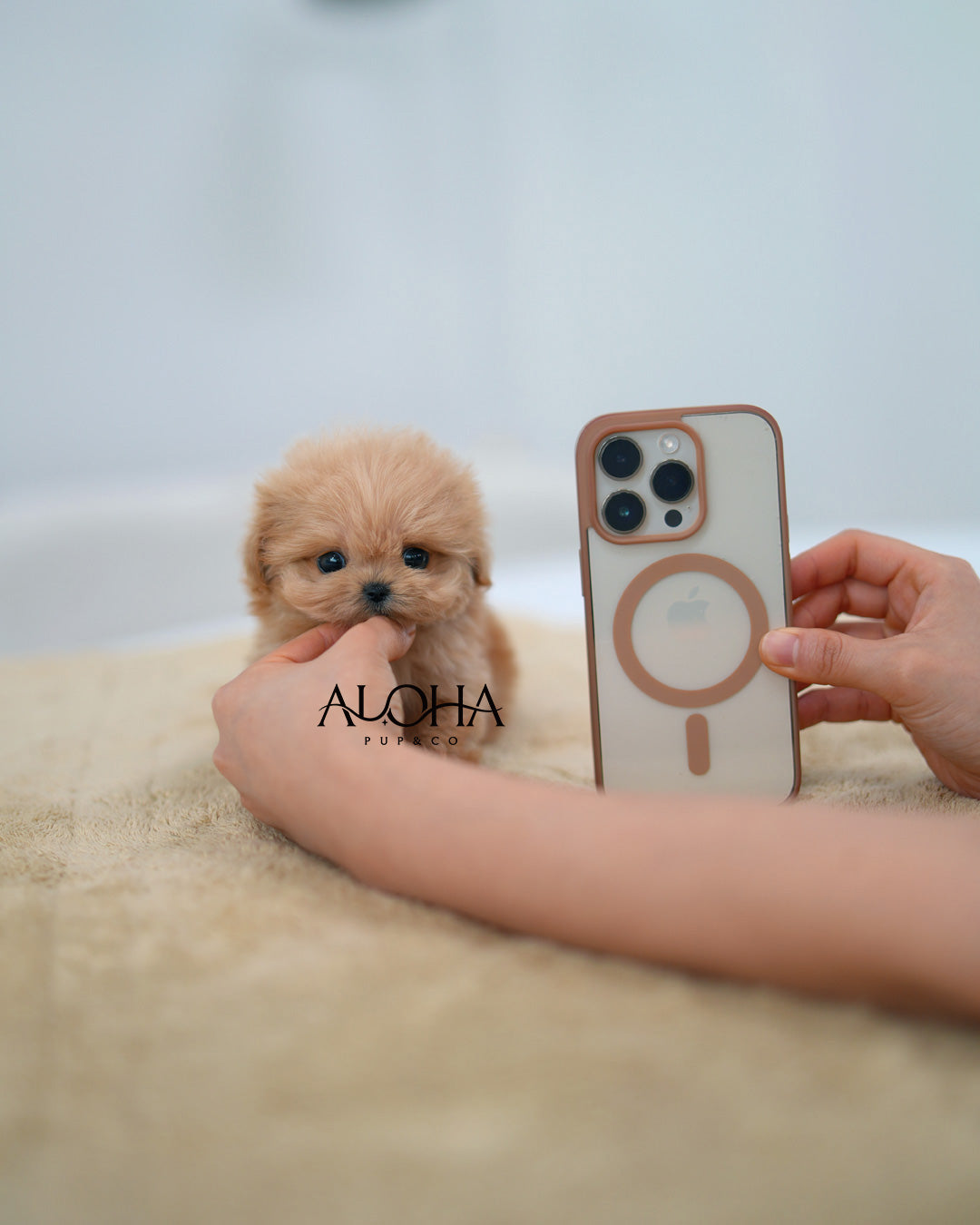 Mona [TEACUP MALTIPOO]