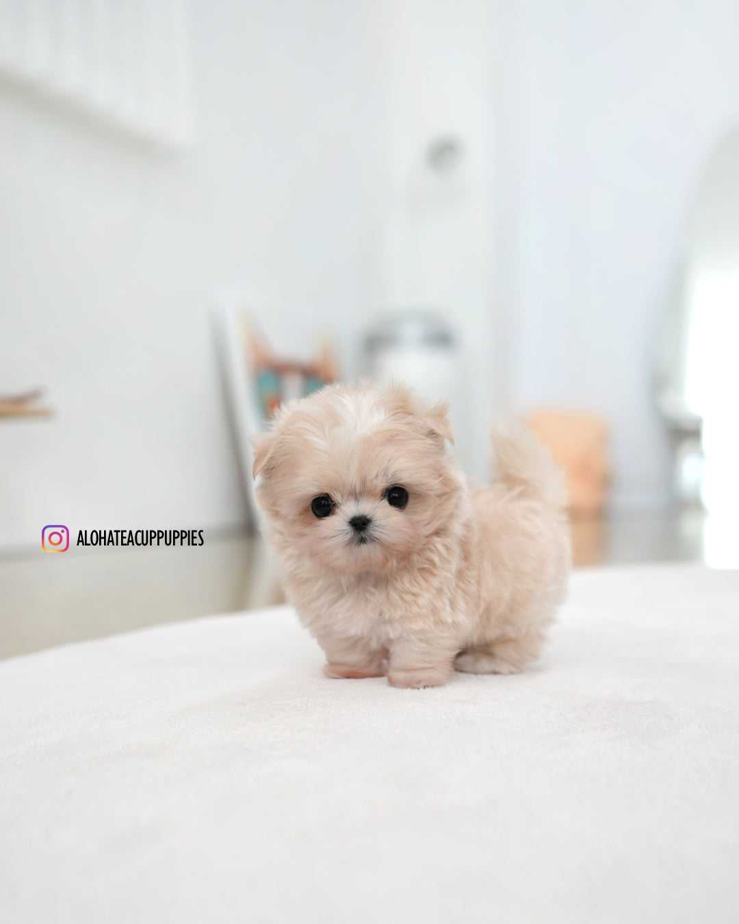 Lily [TEACUP MALTIPOO]