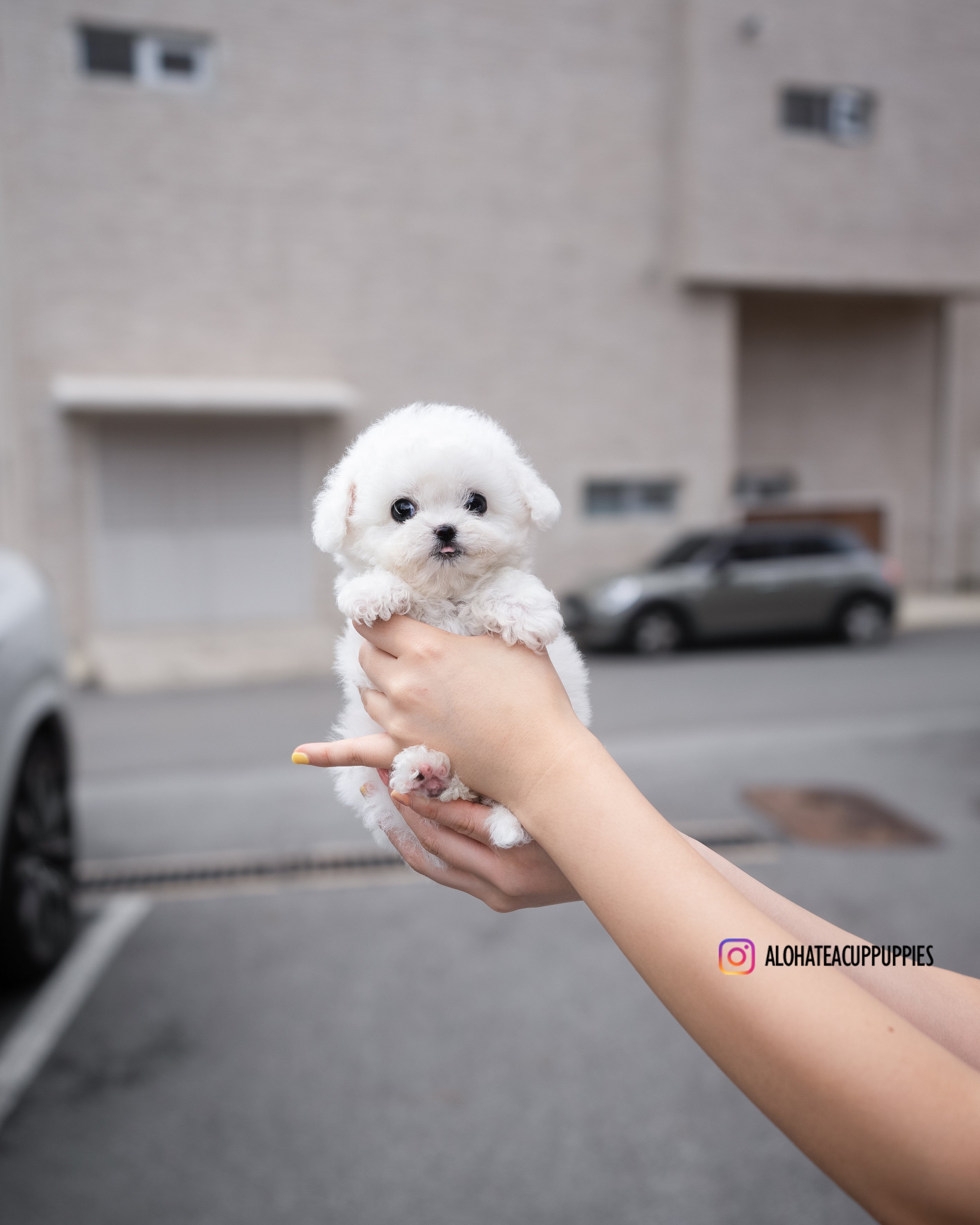 Cody [TEACUP BICHON]