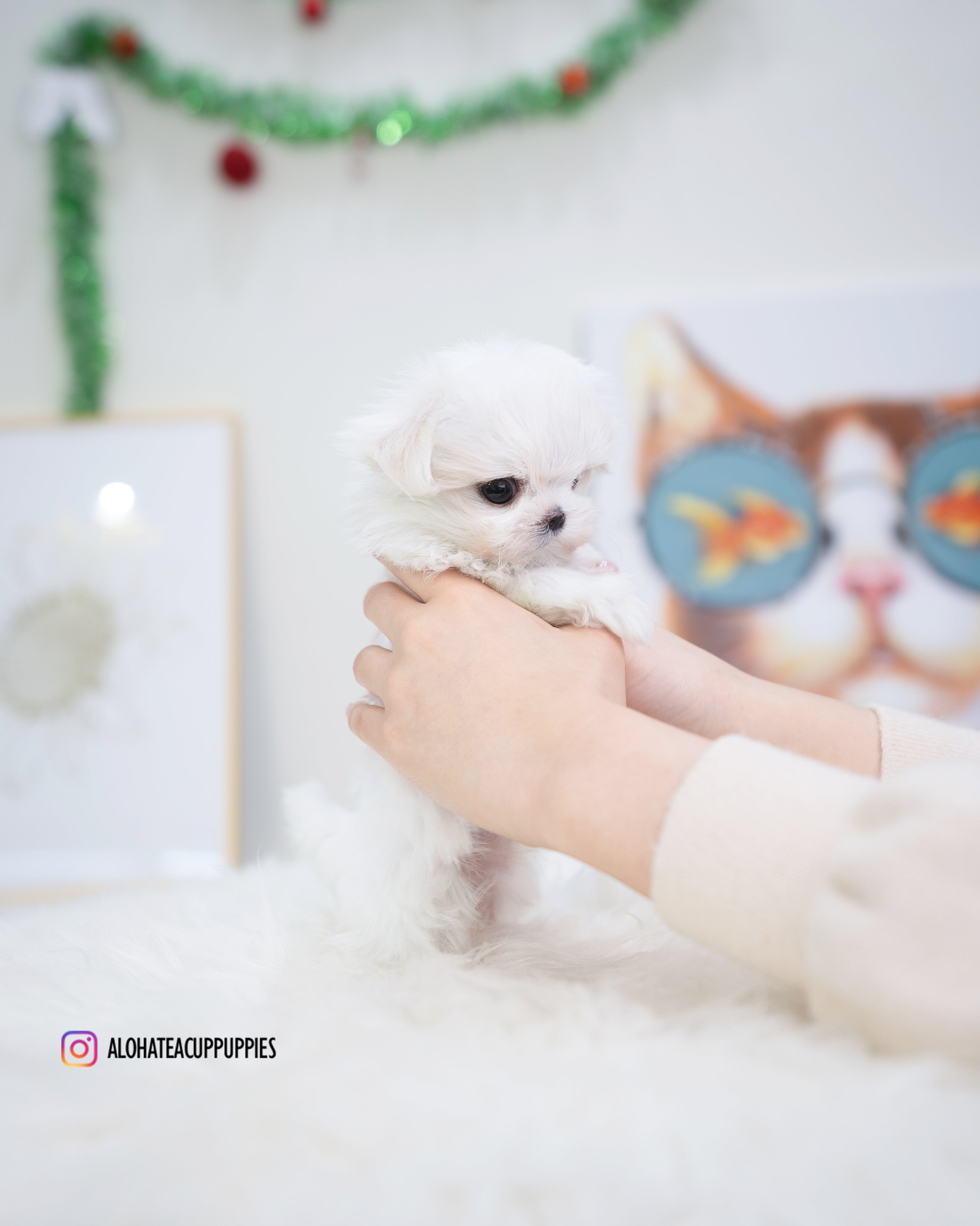 Tiffany [TEACUP MALTESE]