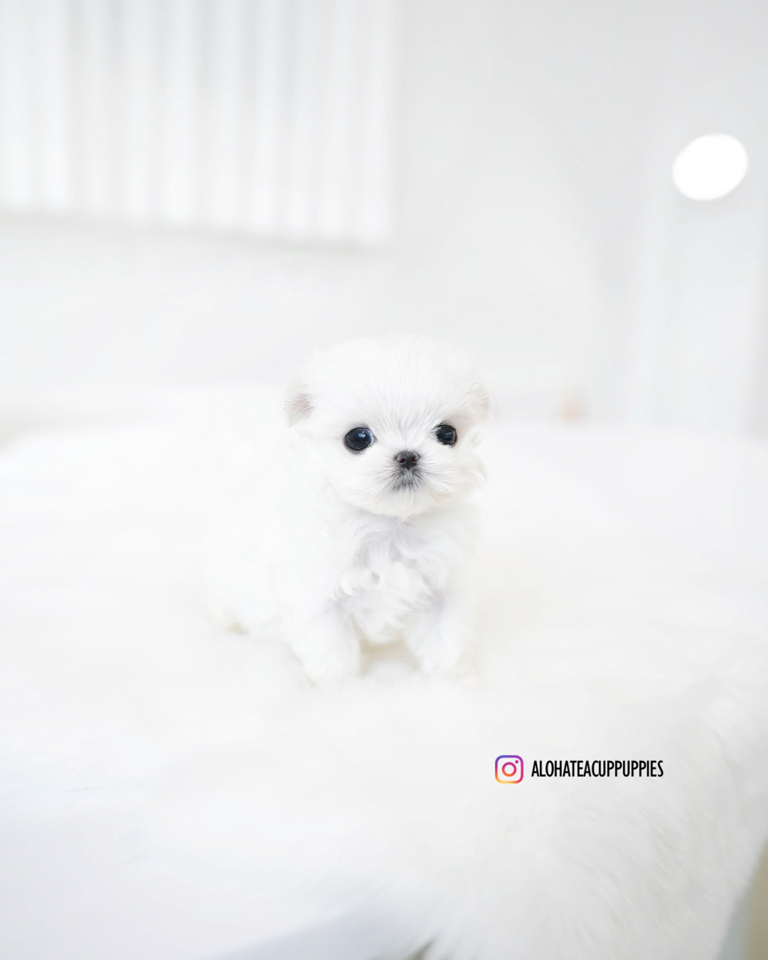 Hana [TEACUP MALTESE]