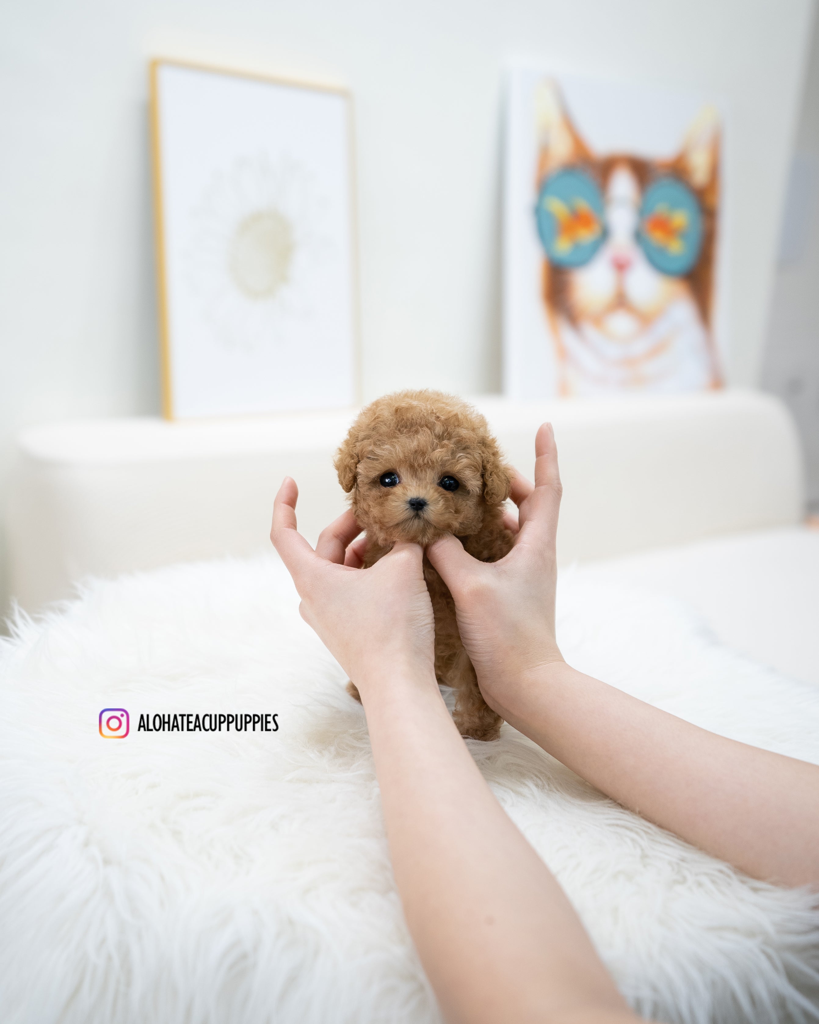 Waffle [TEACUP POODLE]