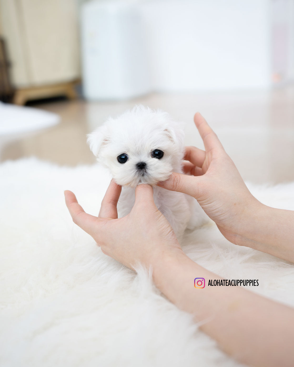 Honey [TEACUP MALTESE]