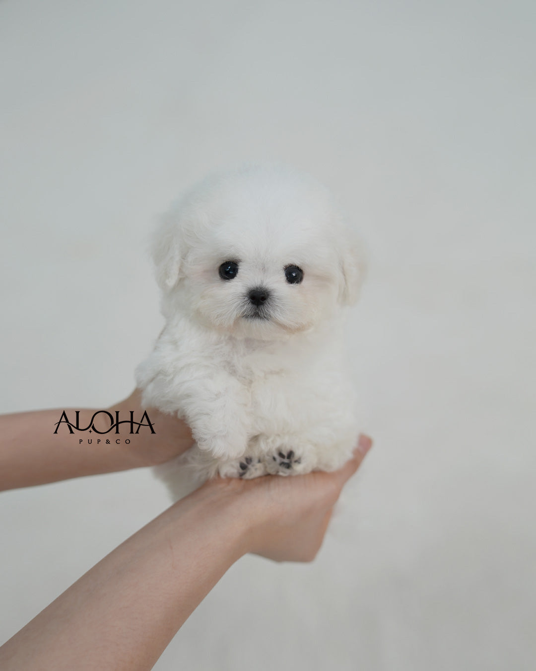 Bubble [TEACUP BICHON Frise]