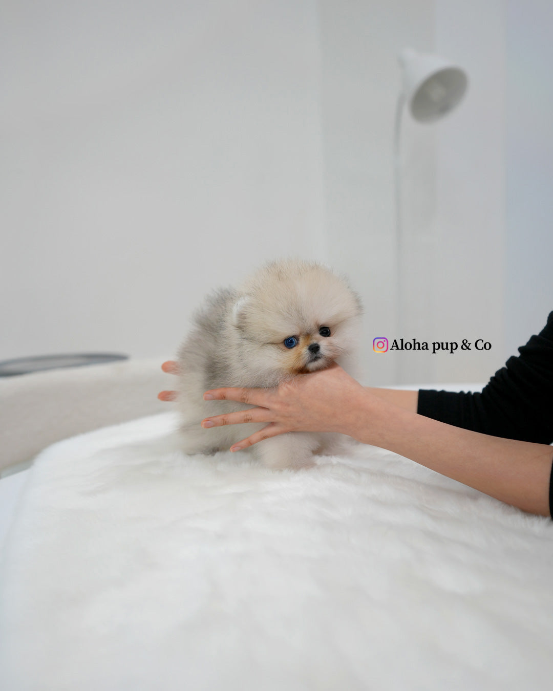 Rocco [POMERANIA TAZA DE TÉ]