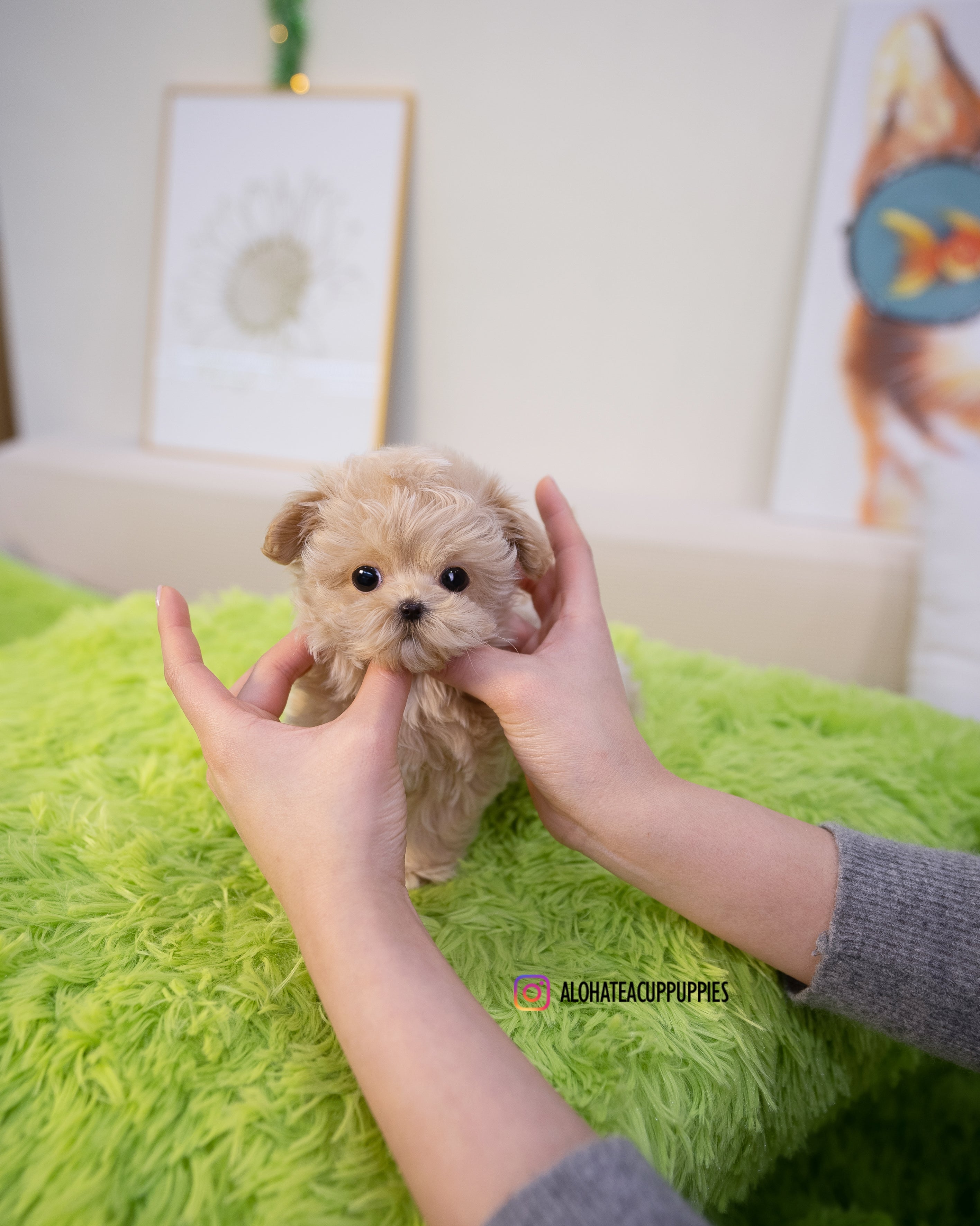Nico [TEACUP MALTIPOO]