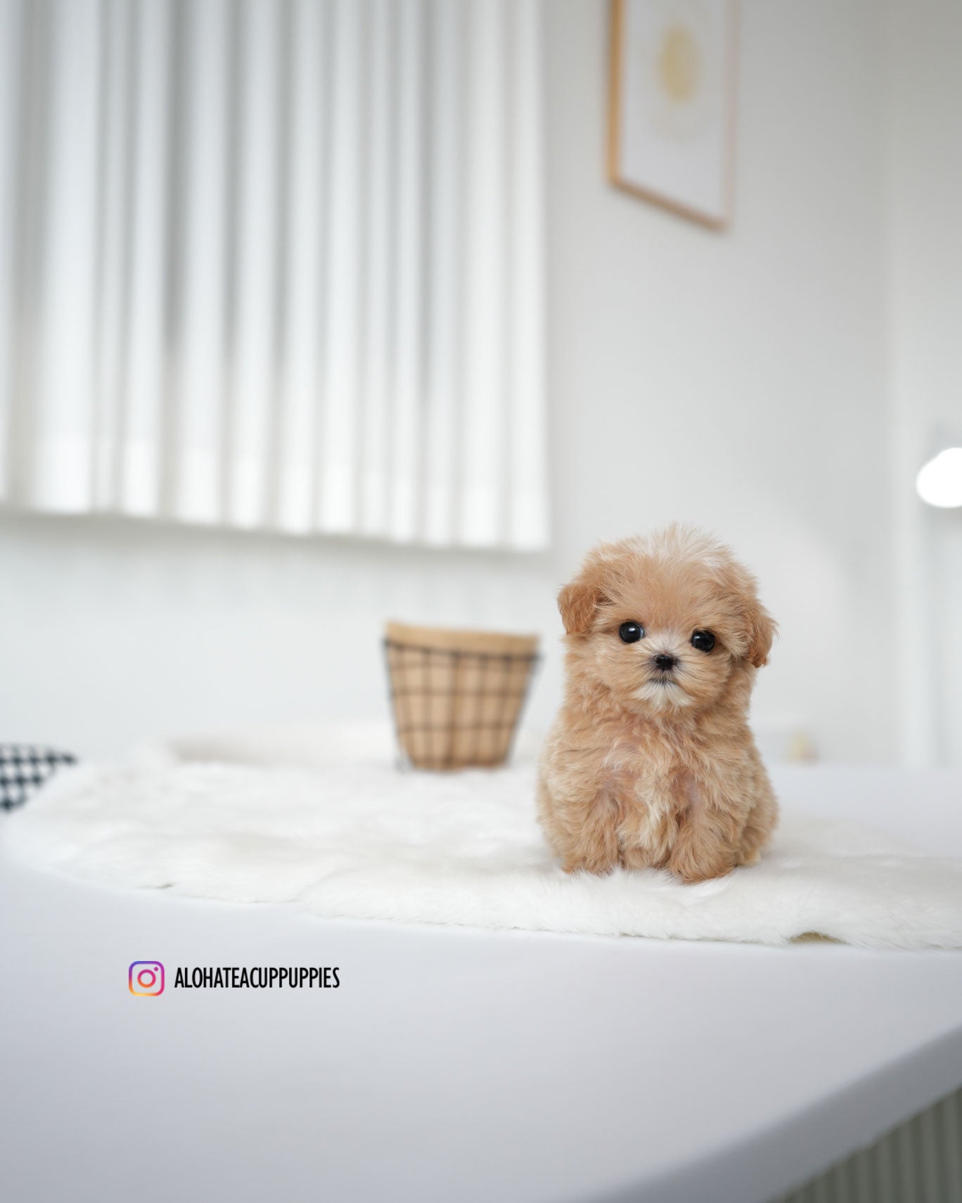 Bambi [TEACUP MALTIPOO]