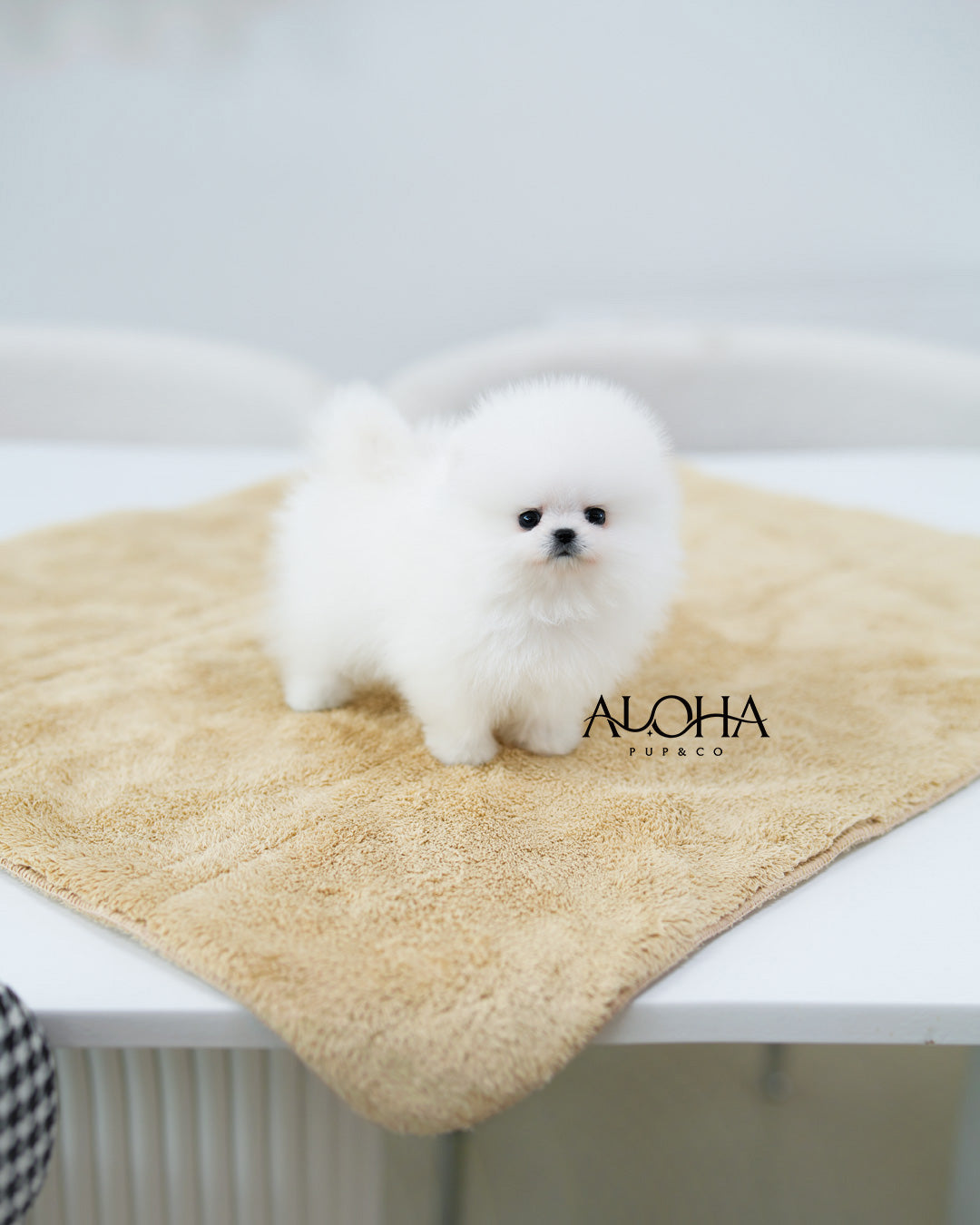 Dora [TEACUP POMERANIAN]