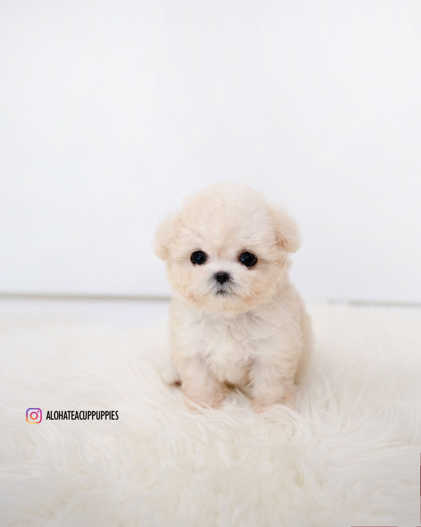Zoey [TEACUP MALTIPOO]