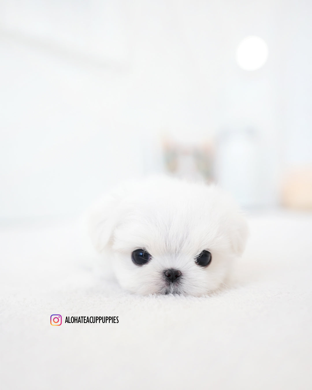 Noel [TEACUP MALTESE]