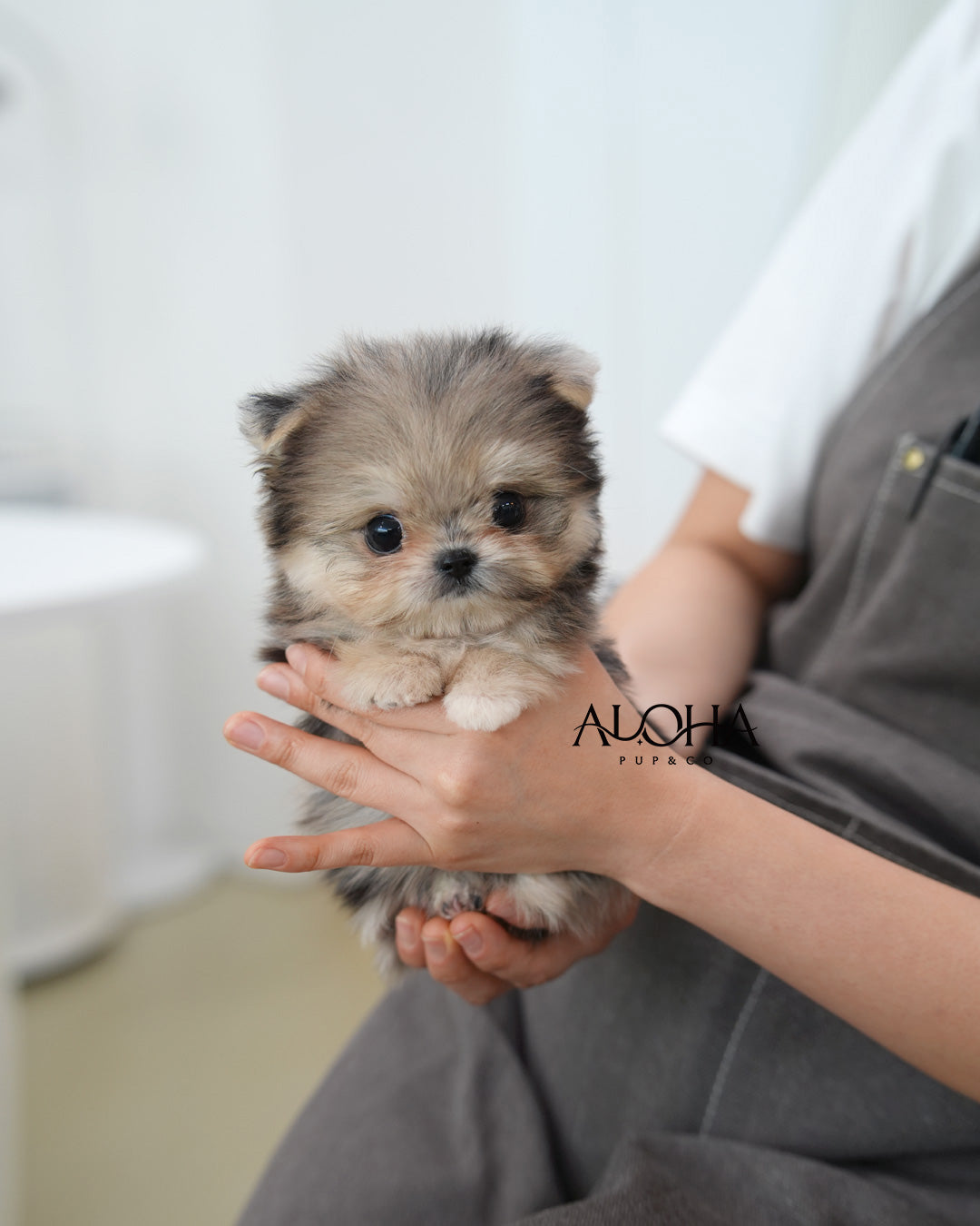 Lexi [TEACUP Maltipom]