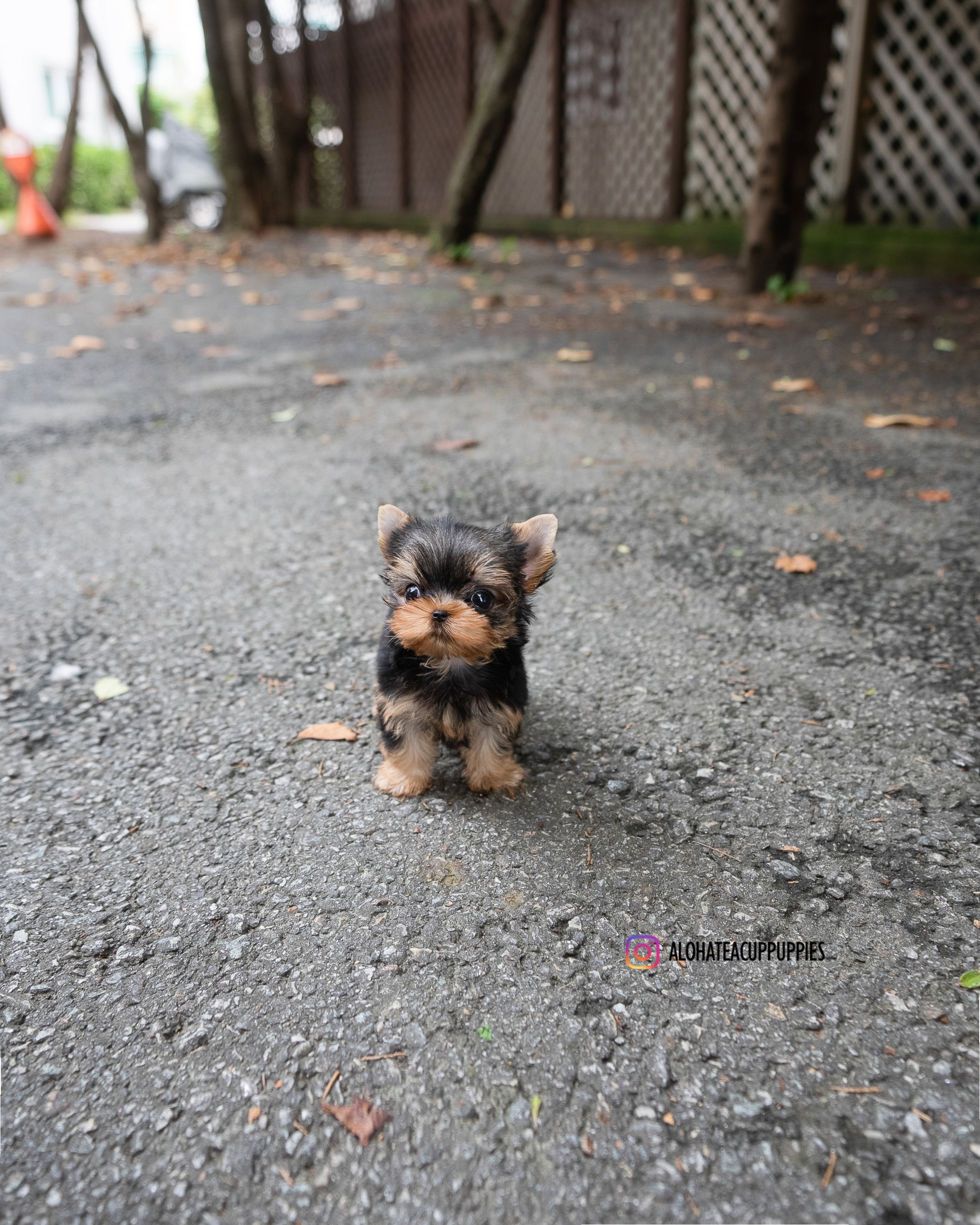 Pepsi [TEACUP YORKIE]