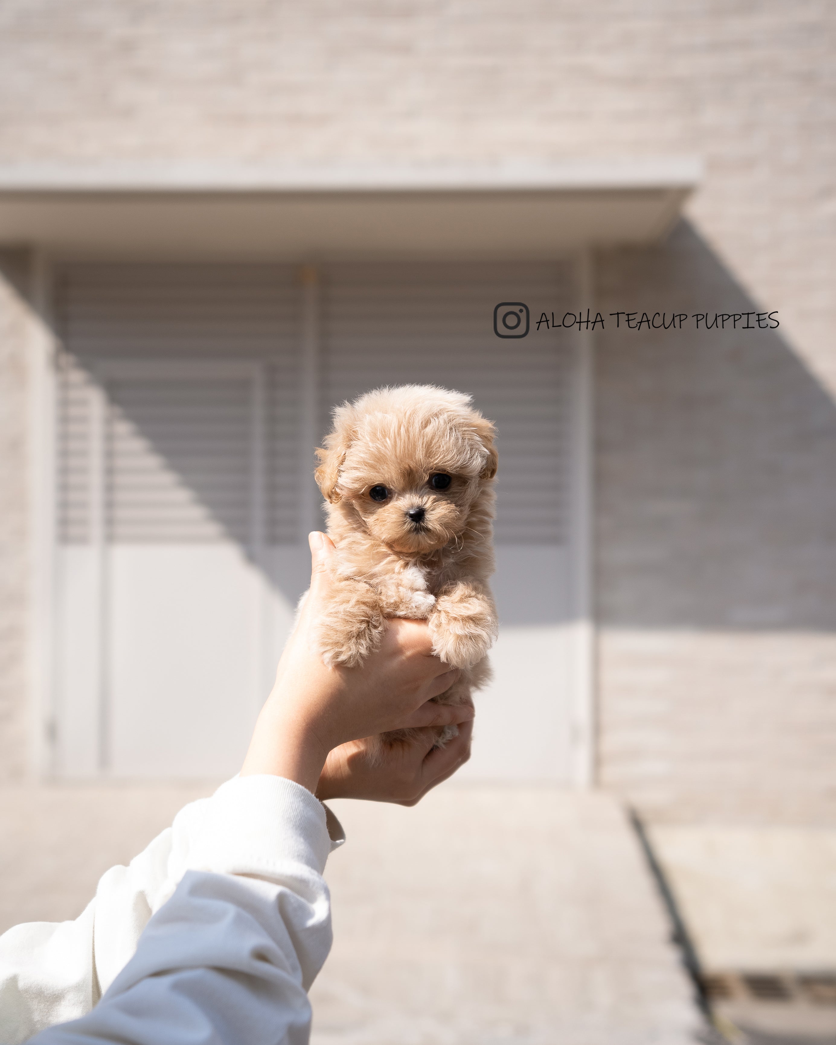 Mabel [TEACUP MALTIPOO]