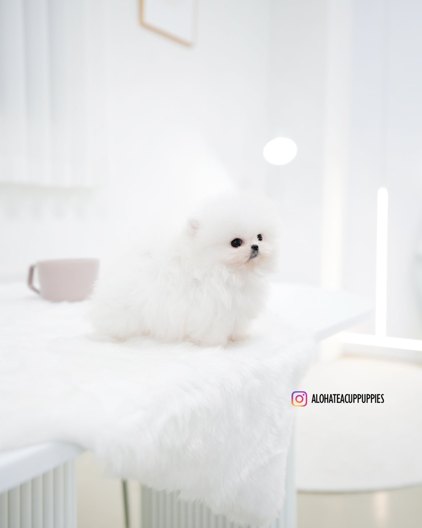 Maru [POMERANIA TAZA DE TÉ]