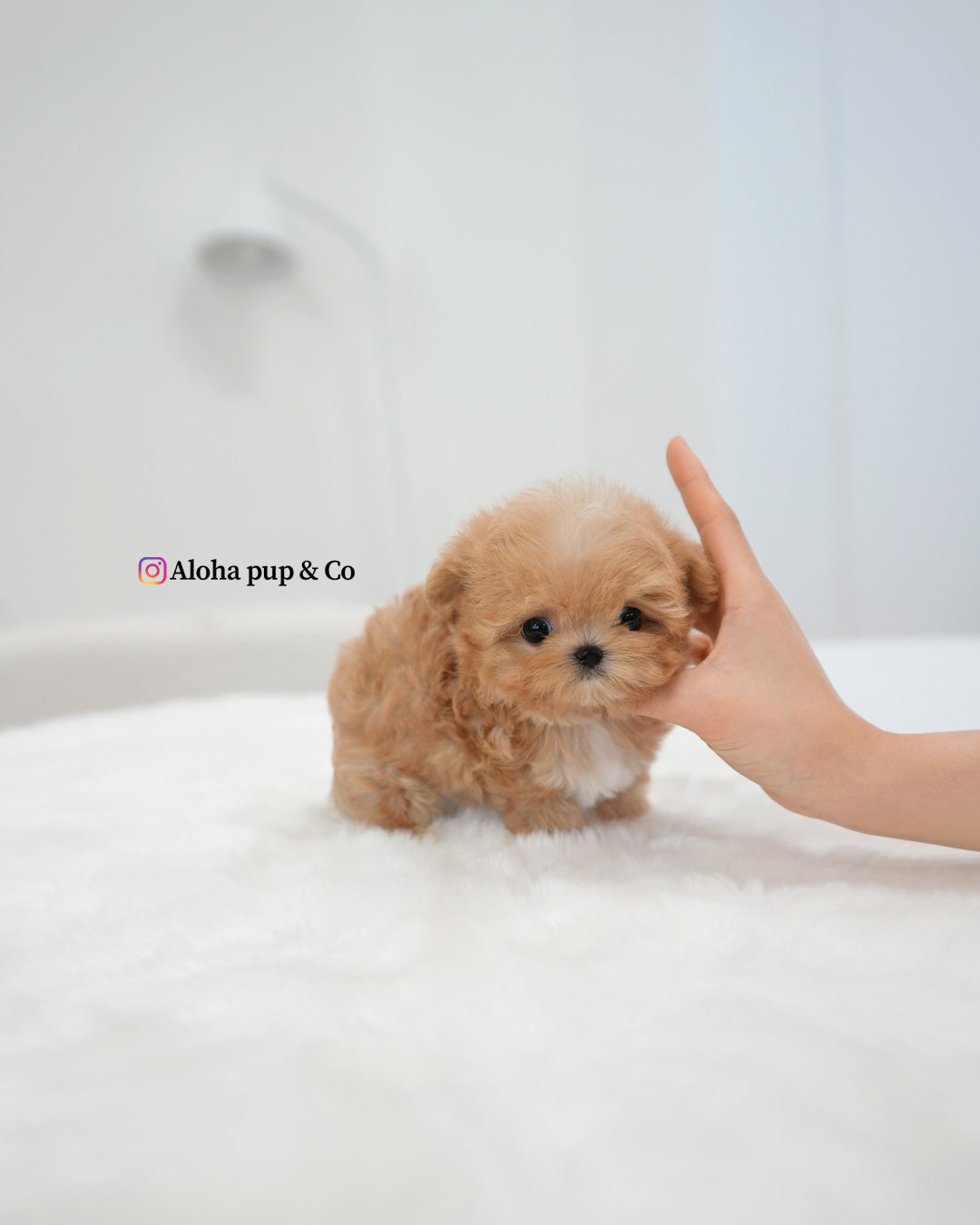 Kael [TEACUP MALTIPOO]