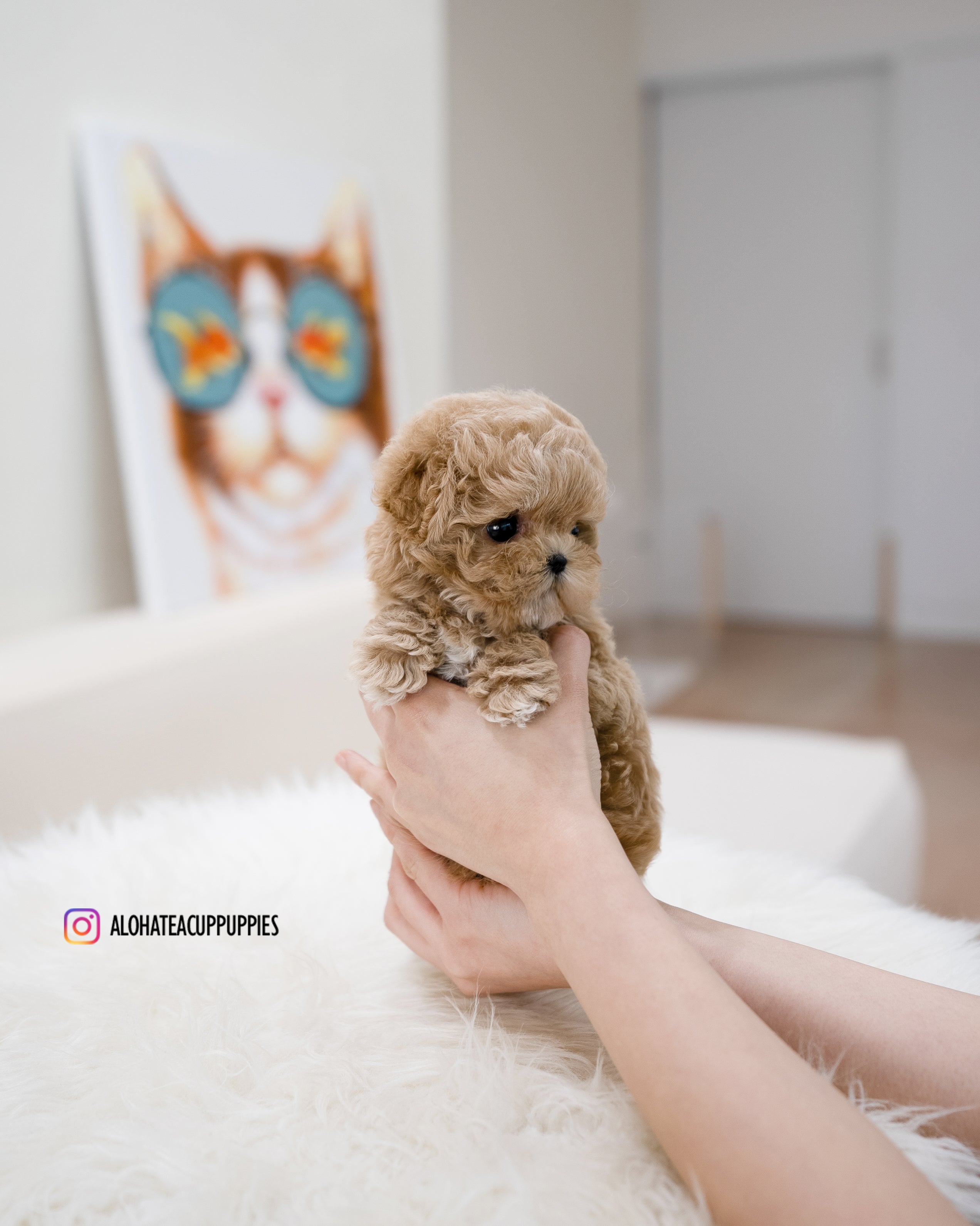 Muffin [TEACUP MALTIPOO]