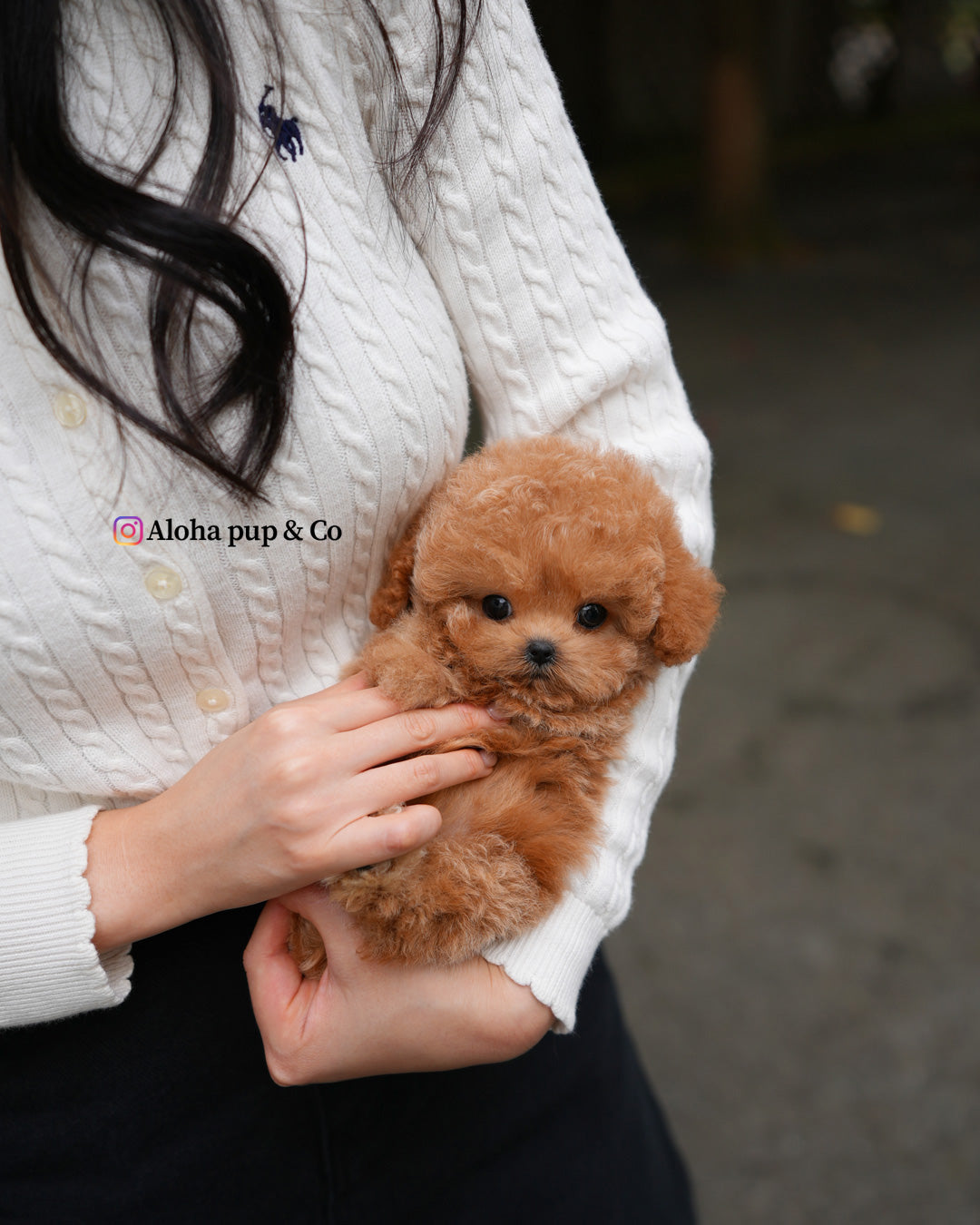 Orin [TEACUP POODLE]