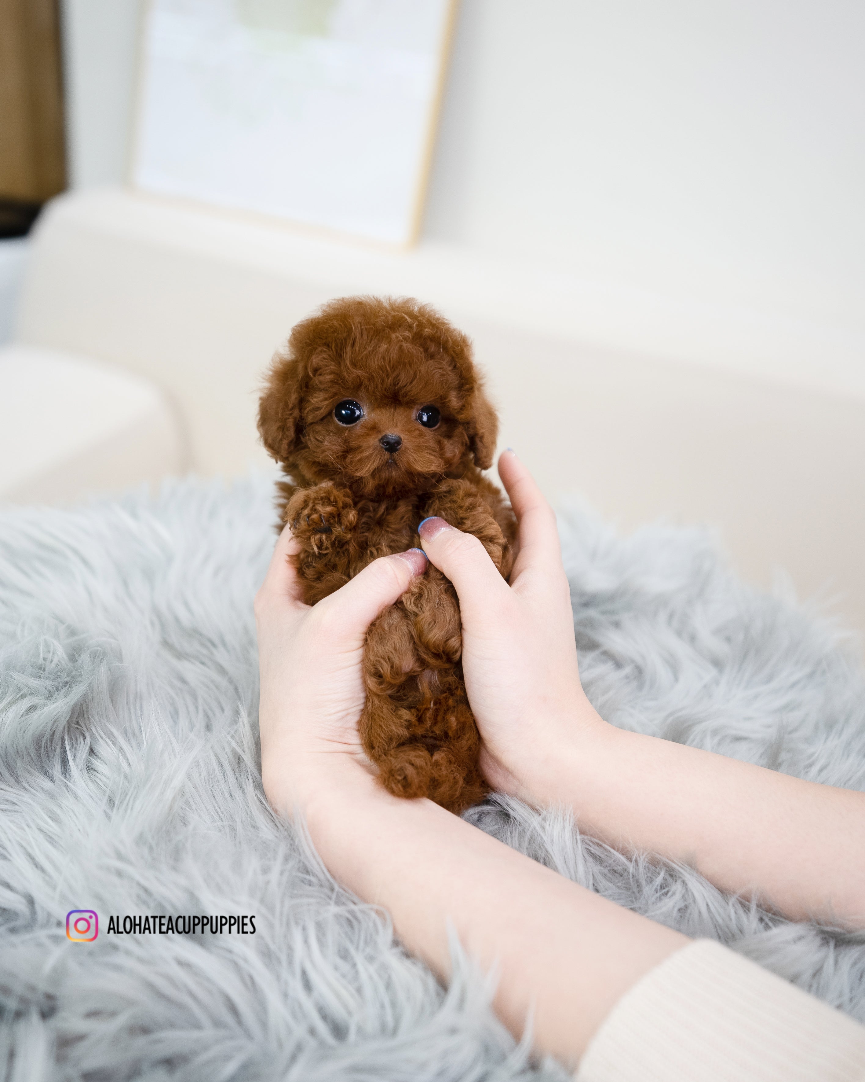 jordan [TEACUP POODLE]