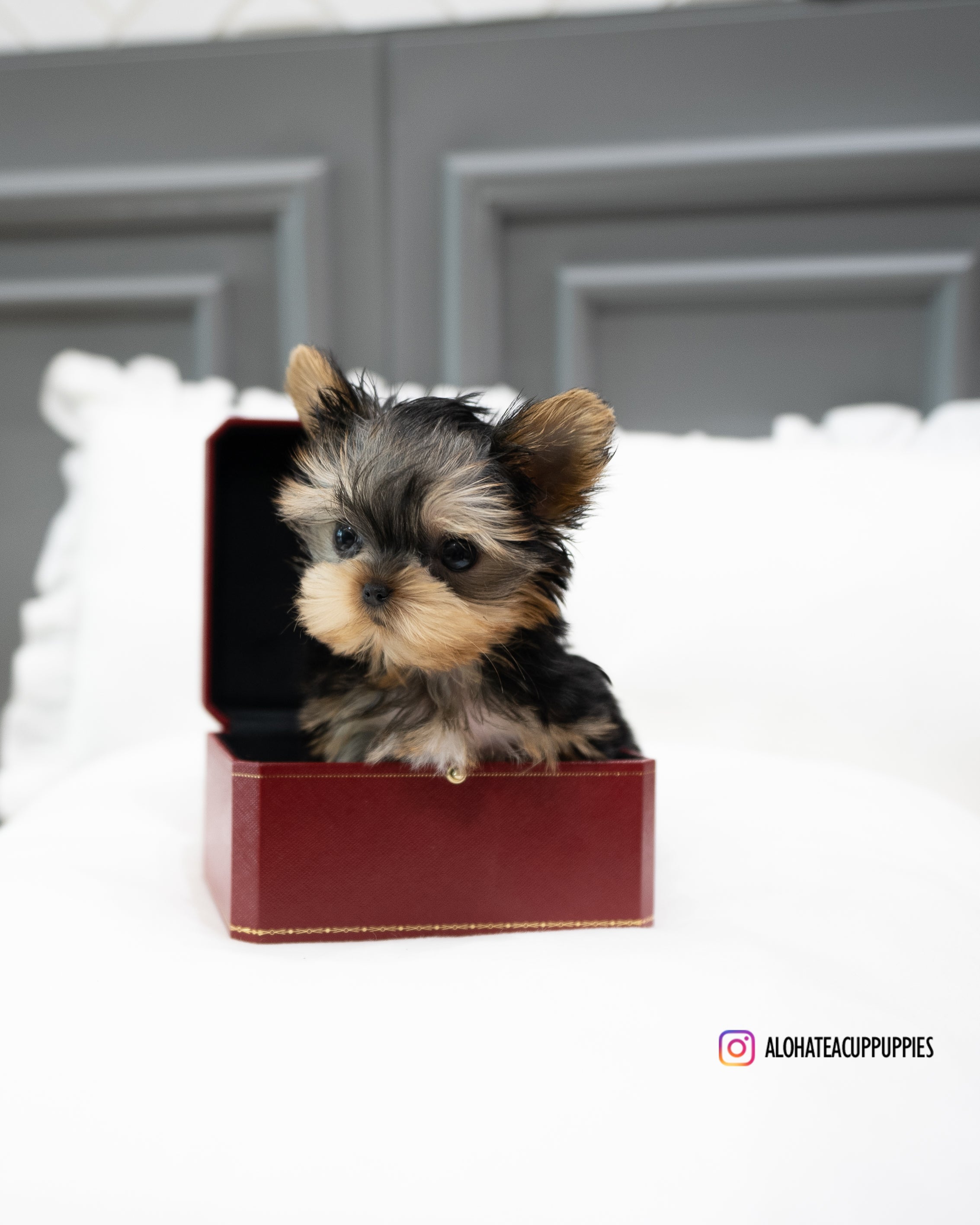 Bailey [TEACUP YORKIE]