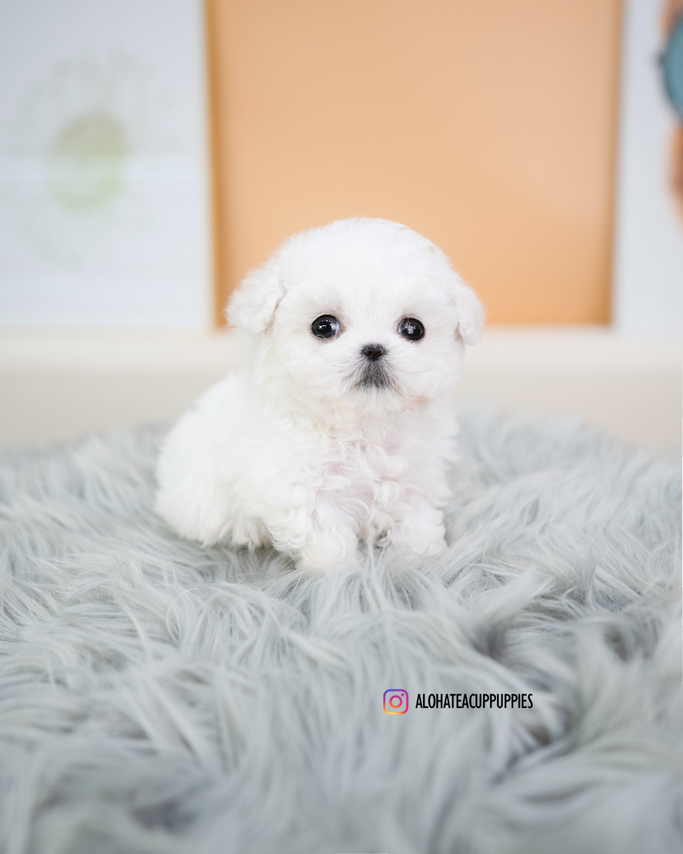 kiko [TEACUP BICHON]