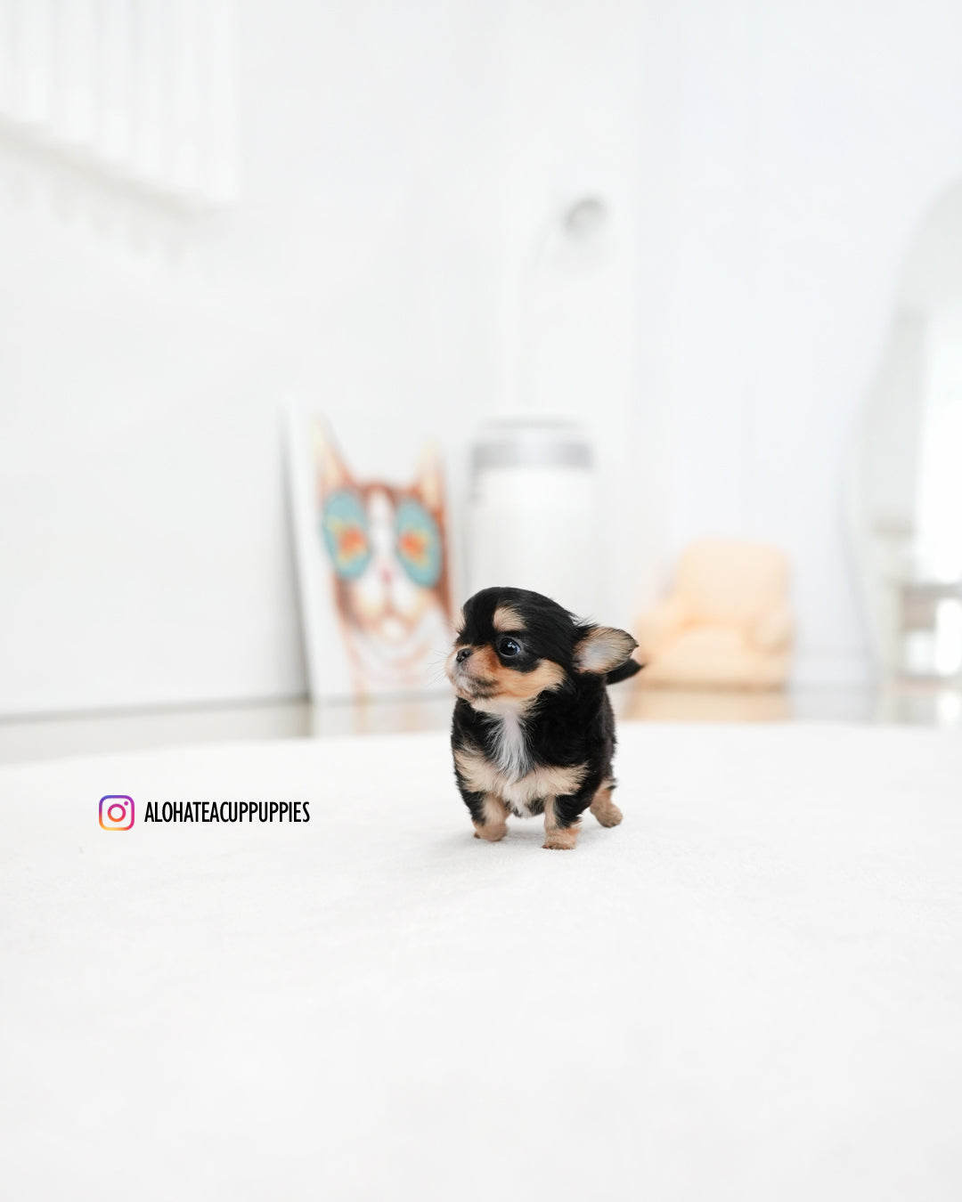 Kiel [TEACUP CHIHUAHUA]