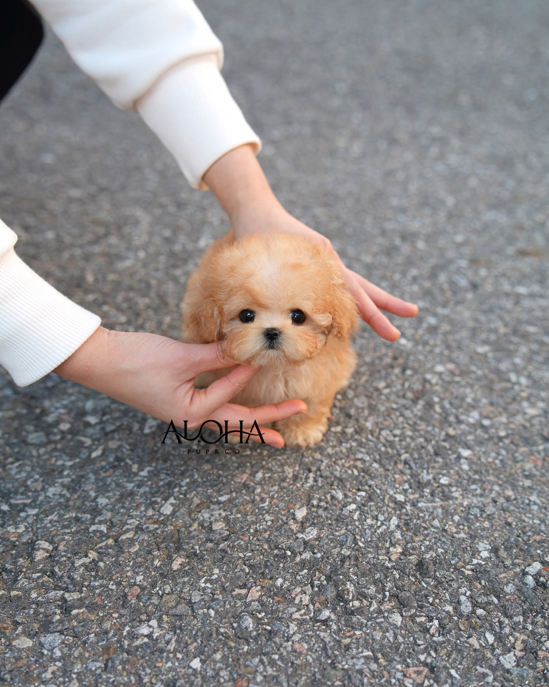 Lottie [TEACUP MALTIPOO]