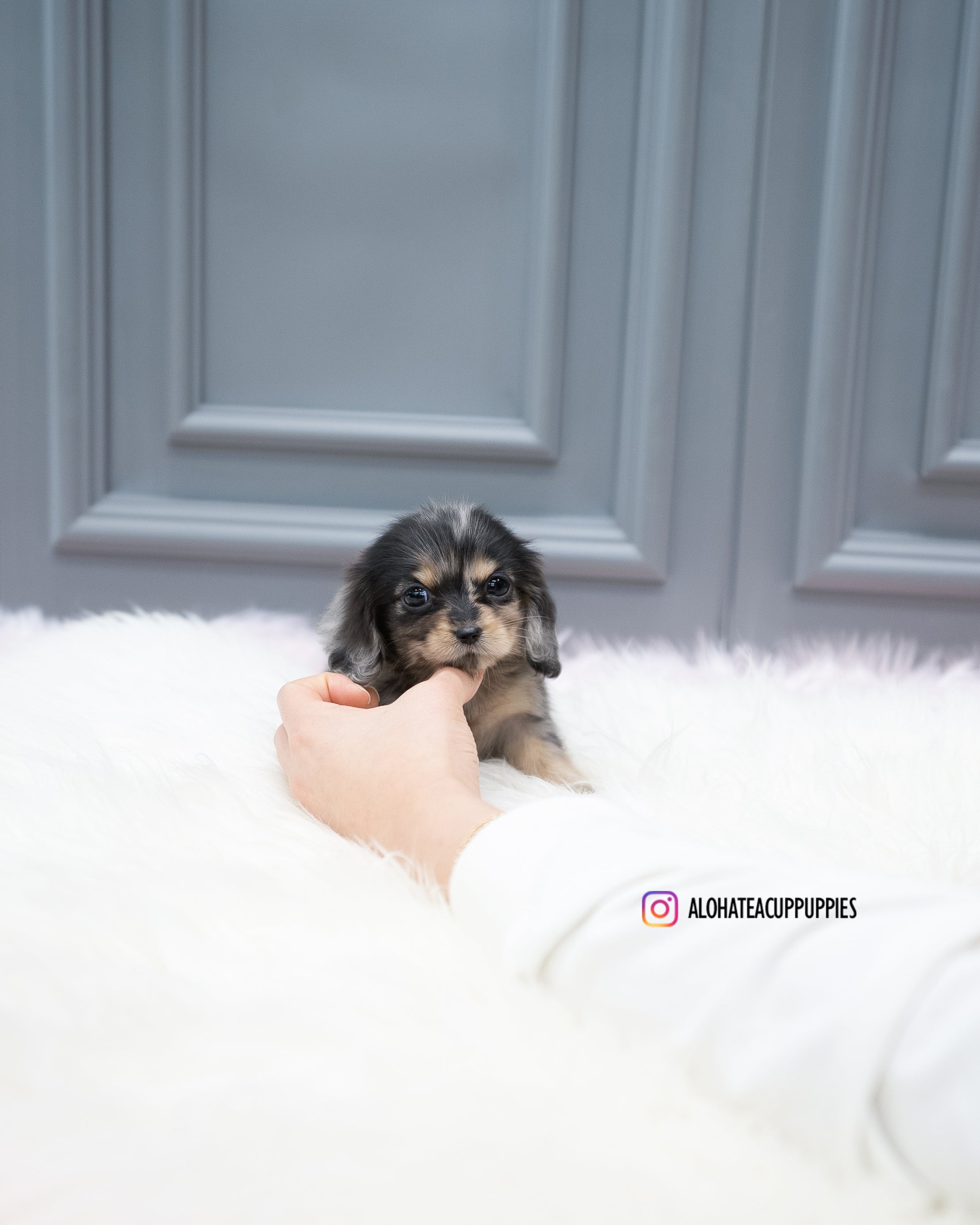 Molly [TEACUP DACHSHUND]