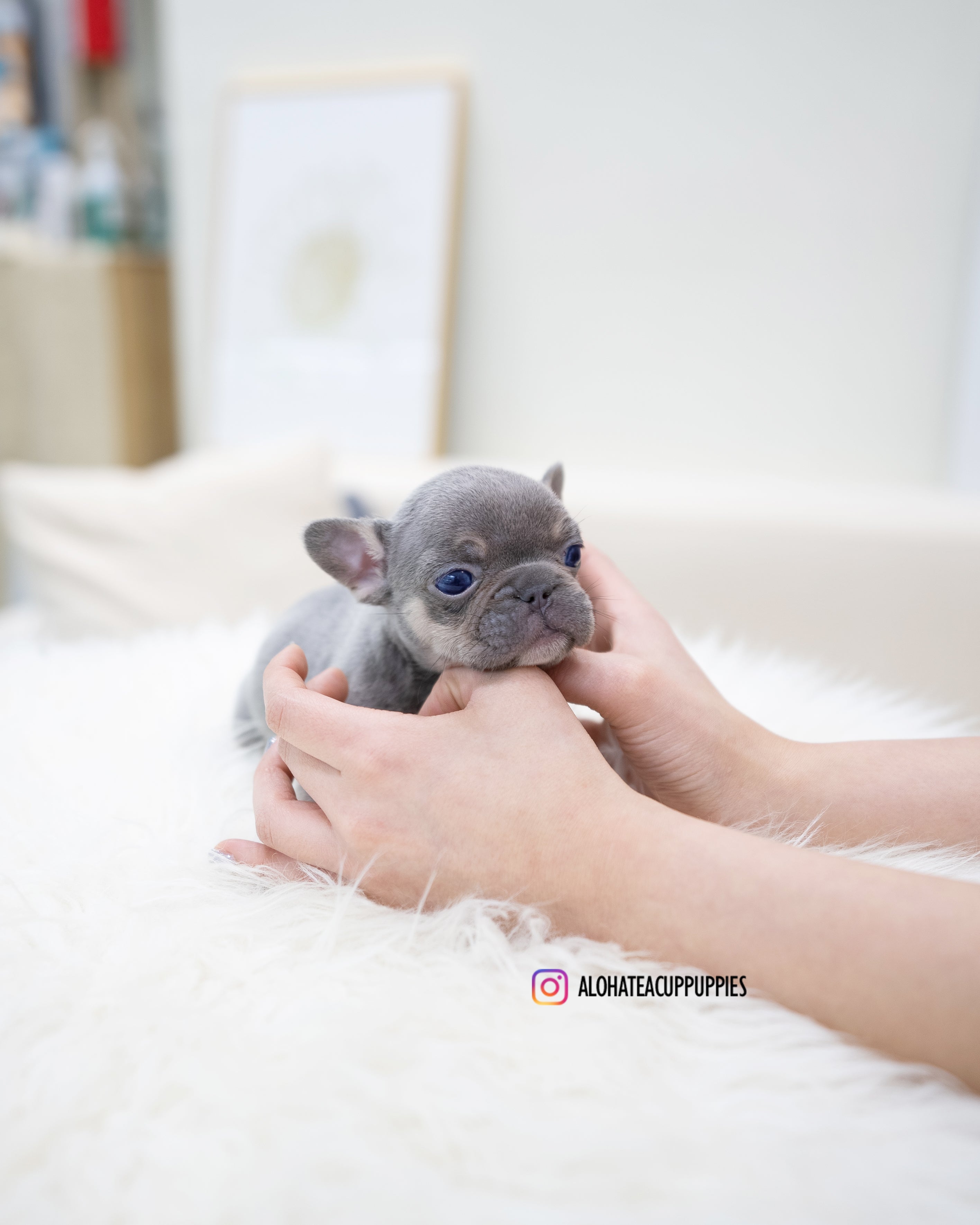 Gary [TEACUP FRENCH]