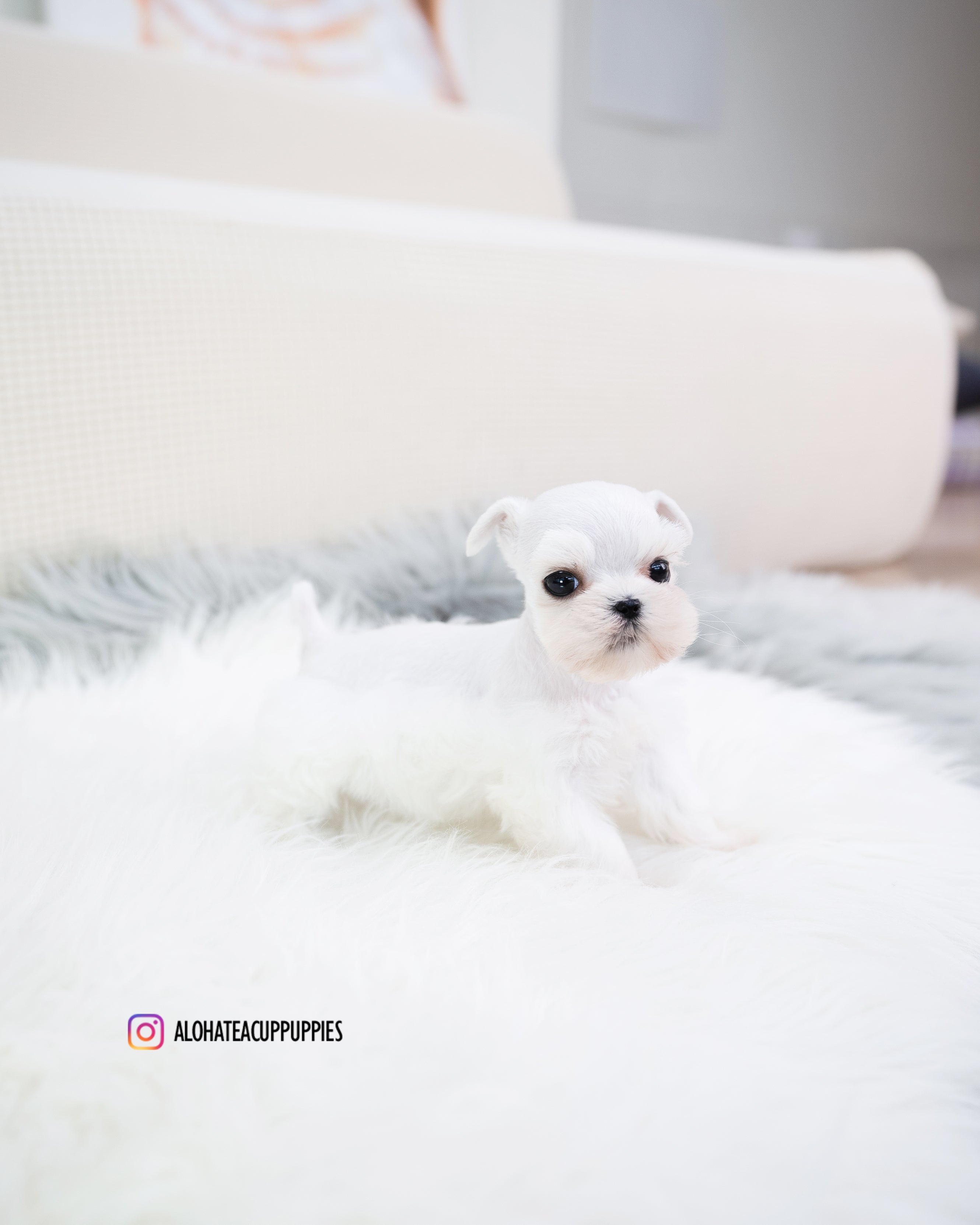 Lyn [Teacup Schnauzer]
