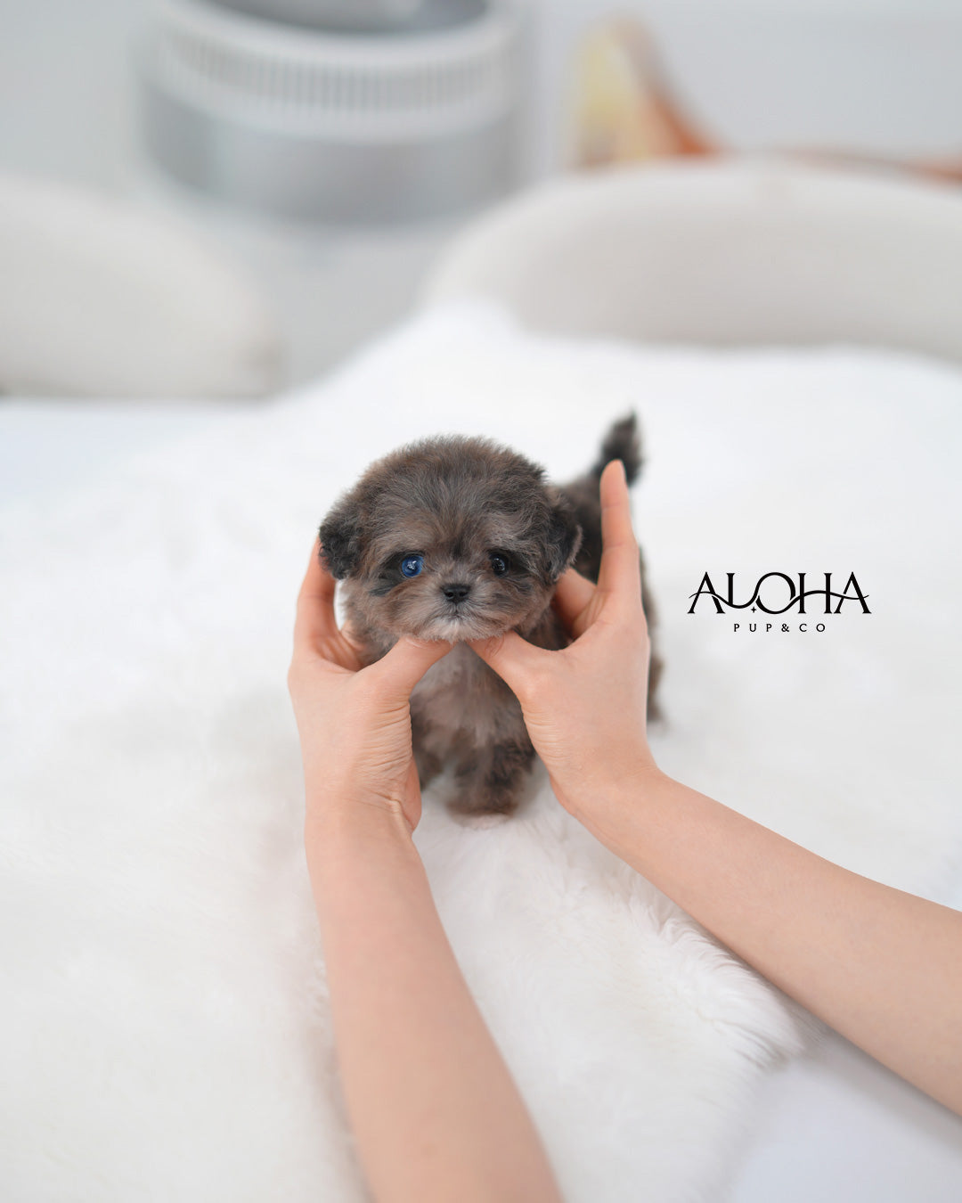 Maya [TEACUP MALTIPOO]