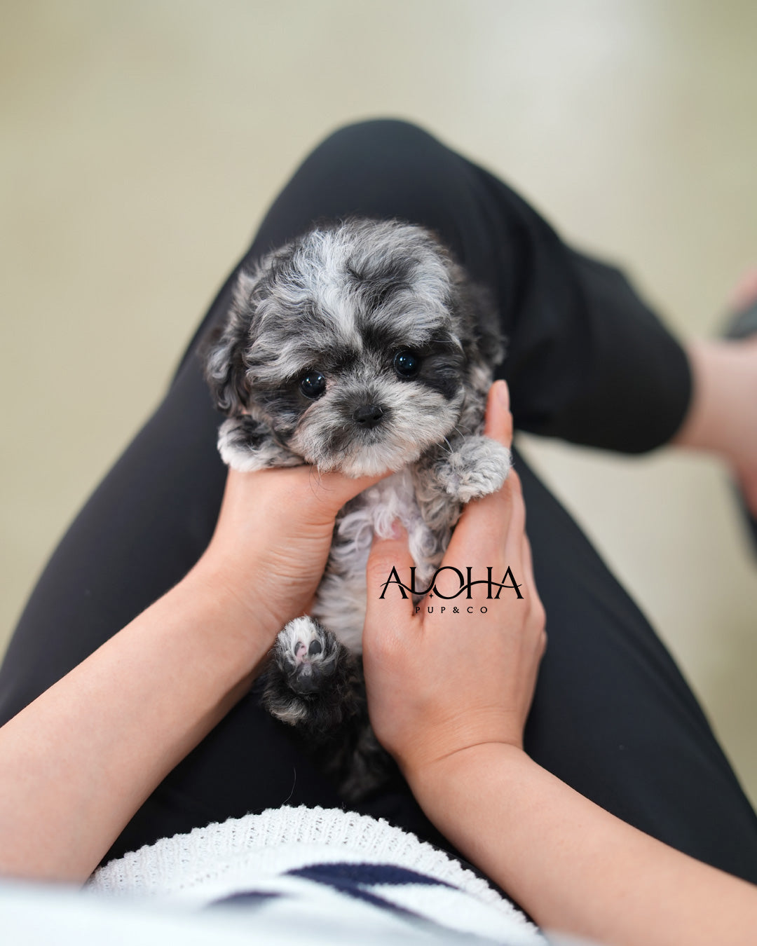 Penny [TEACUP POODLE]