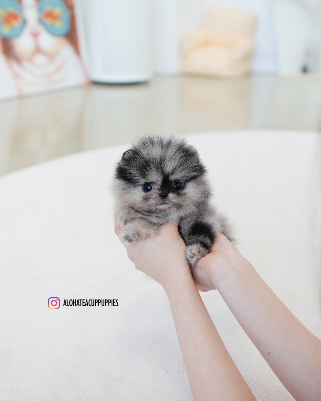 Benz [POMERANIA TAZA DE TÉ]