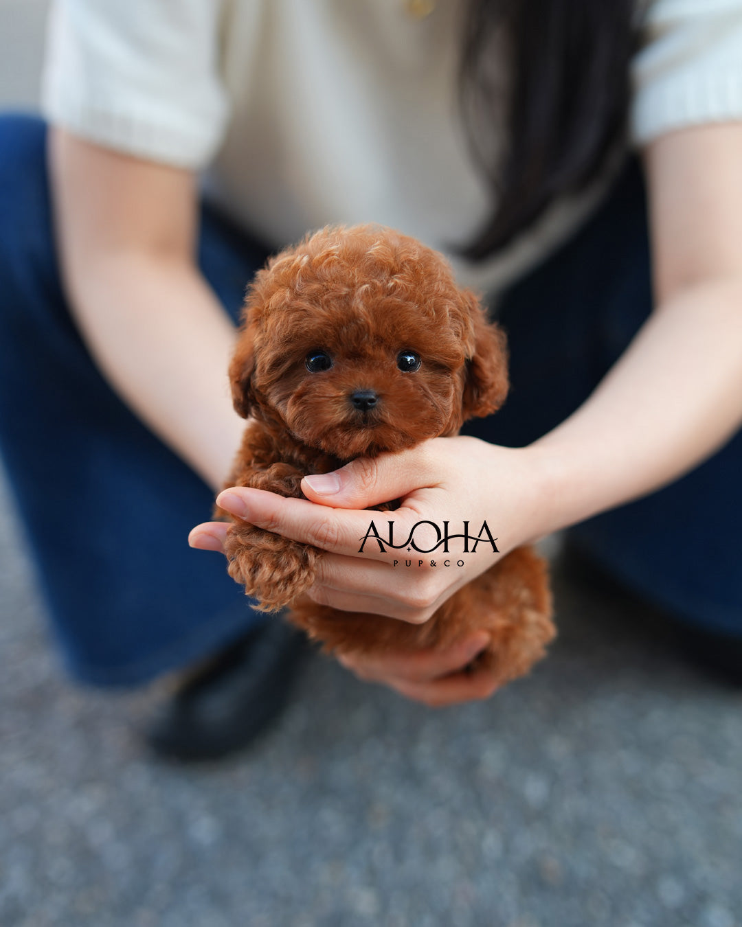Bambi [TEACUP POODLE]