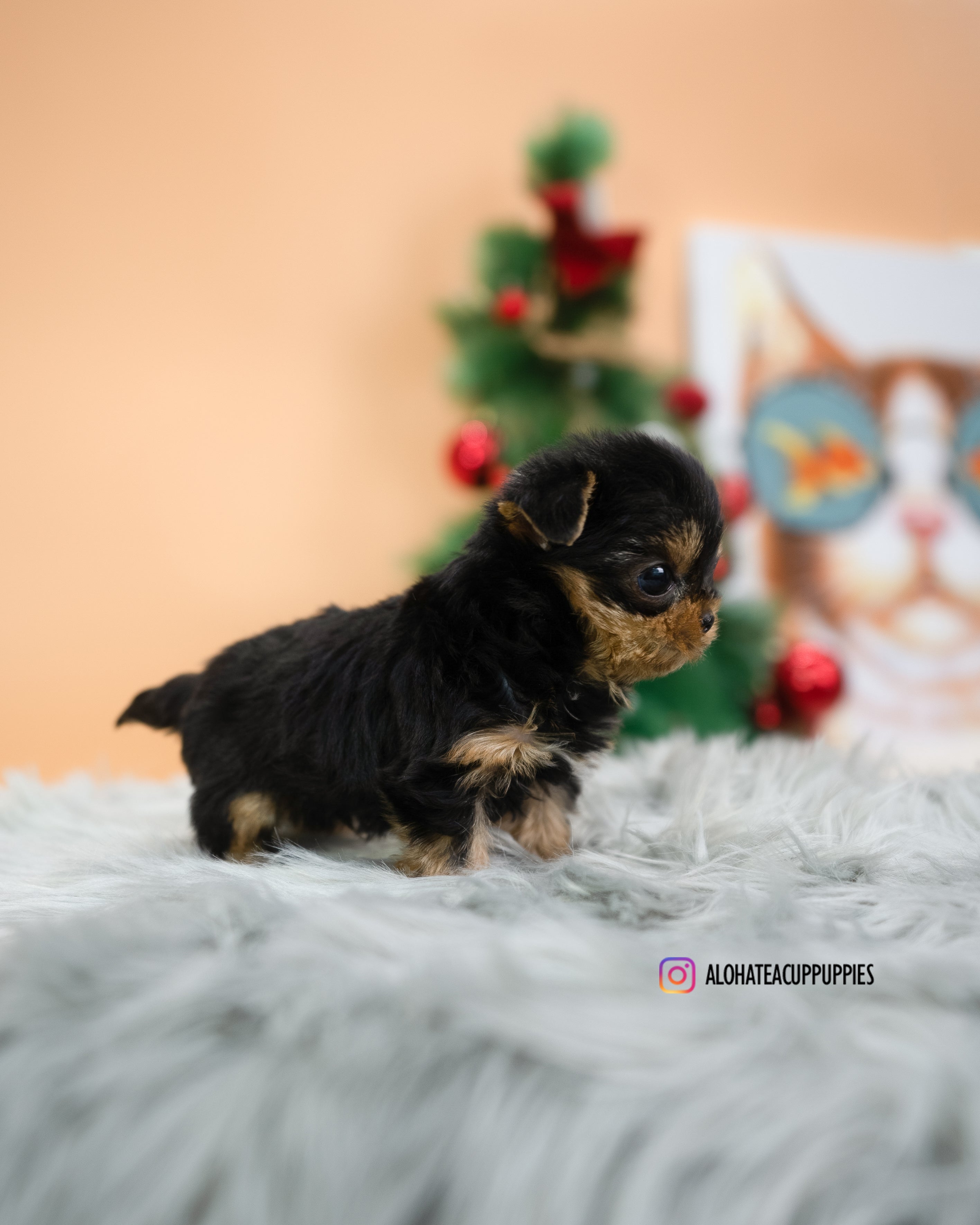 Mateo [TEACUP YORKIE]
